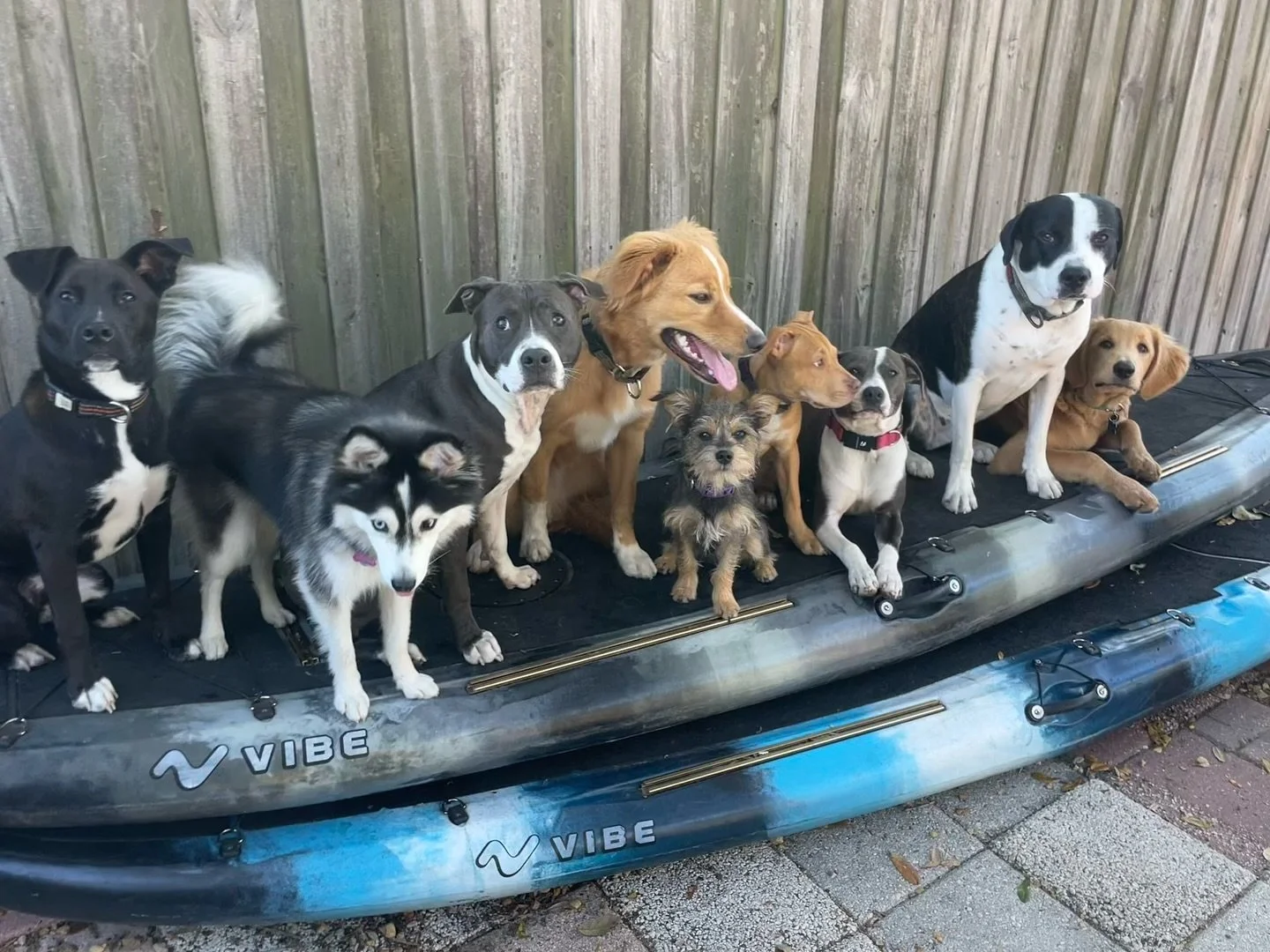 Day Campers 🐕🏕️
Dominic, Astrid, Kiela, Butter, Ellie, Rosie, Lucy, Boaty, &amp; Cooper