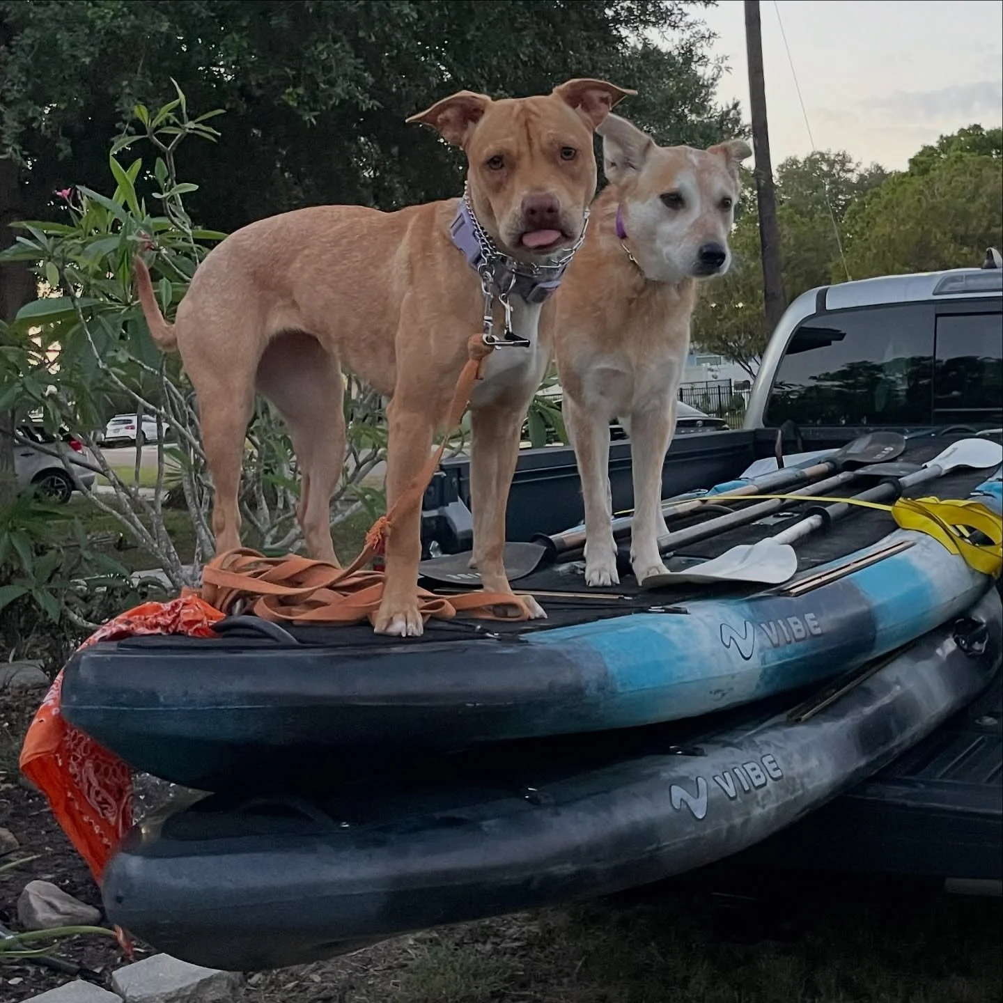 Some dogs become Heart Projects. 🧡

Rosie Posie came into our life for a deeper purpose. 

She will be a HUGE part of carrying on Gates&rsquo; Legacy and paying forward all the Amazing Gifts that have come our way. 

All because we didn&rsquo;t run 