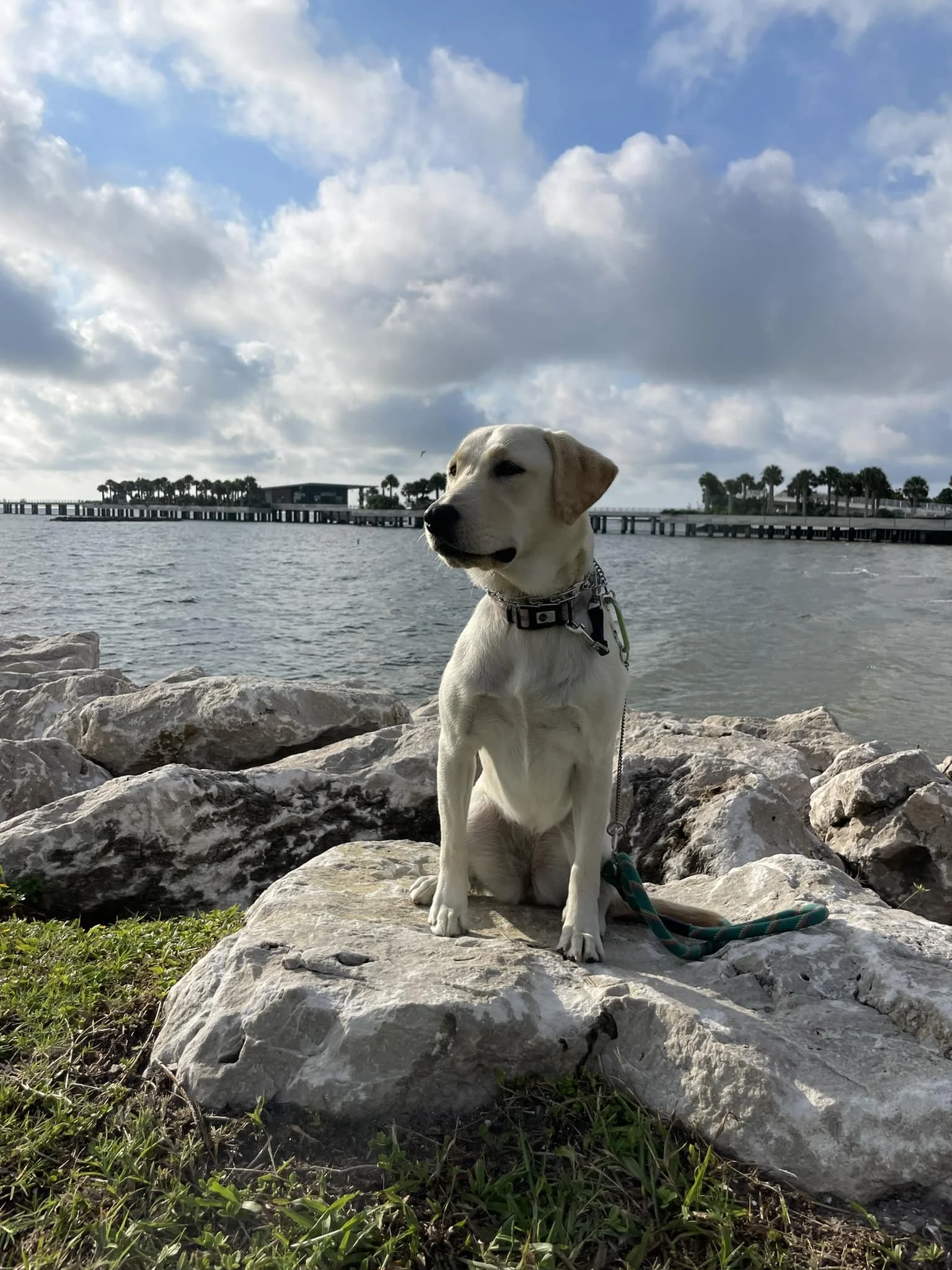 A yellow Labrador retriever dog sitting on rocks near a body of water with a bridge and trees in the background, under a partly cloudy sky.