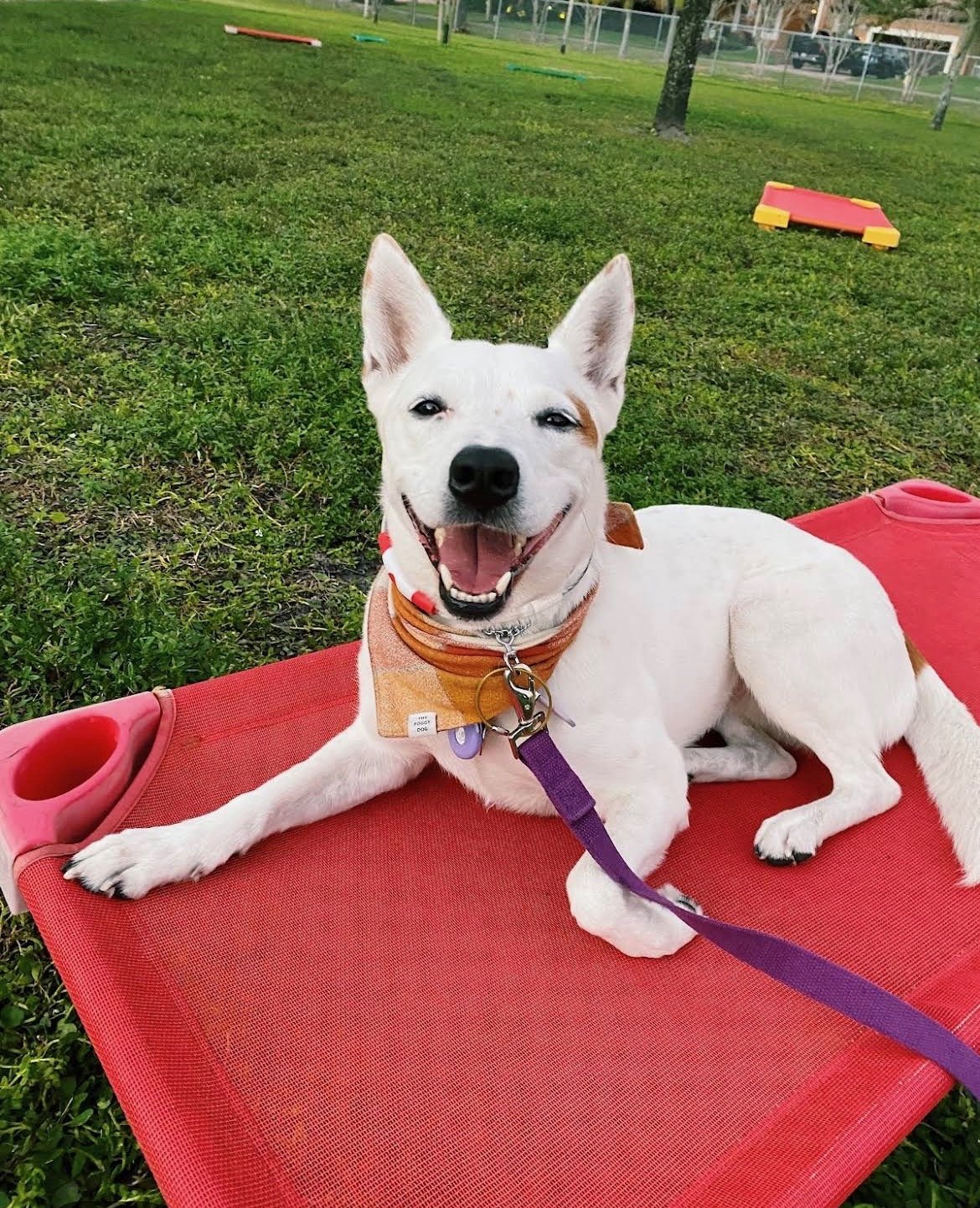 Riley a client of Everyday K9 Dog Training St Petersburg