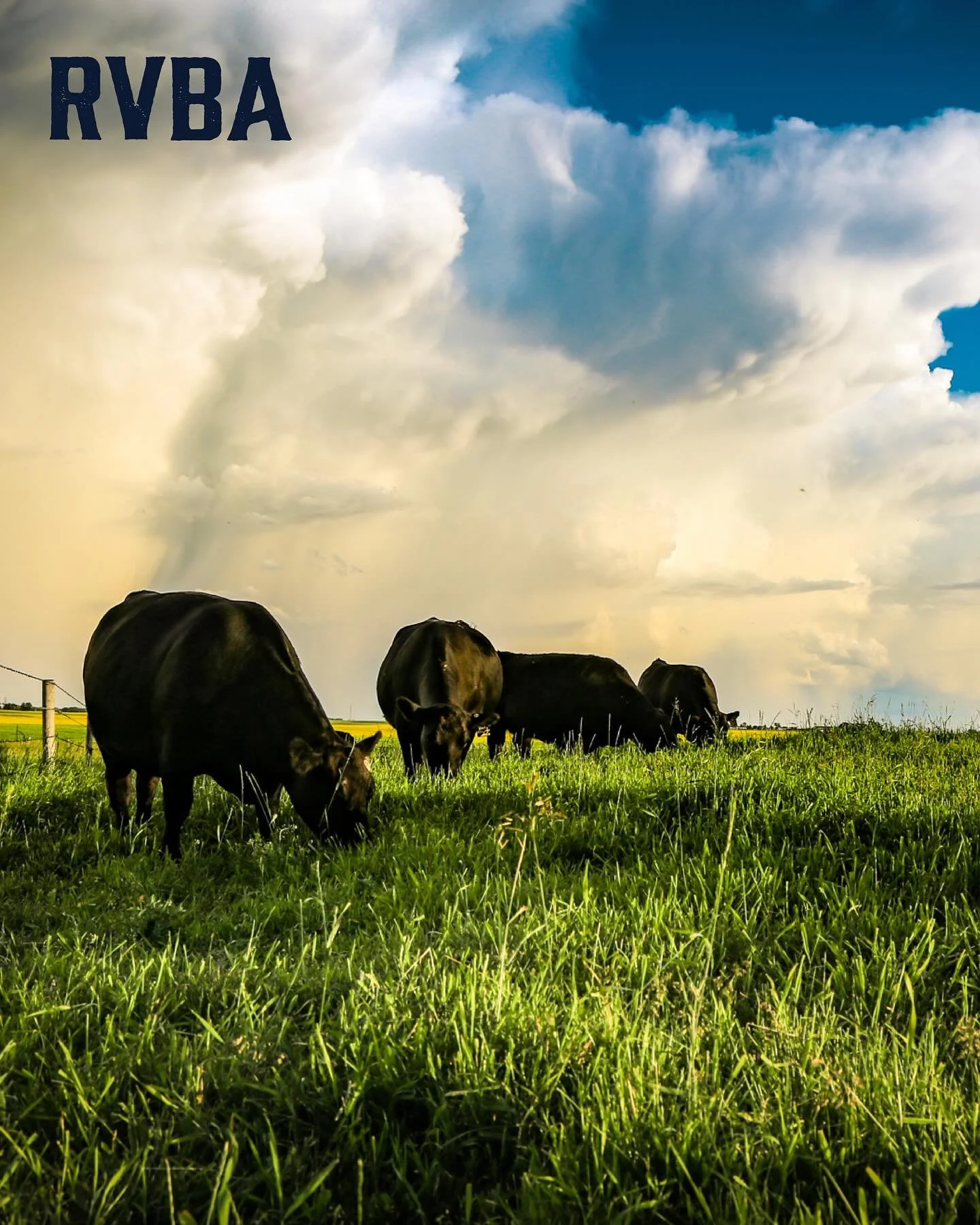 Good pasture doesn&rsquo;t happen by luck.

Rotational grazing, rest periods, weed control, and water access&mdash;it all adds up to healthier land and stronger herds.

Smart pasture management protects your soil, improves forage quality, and keeps y