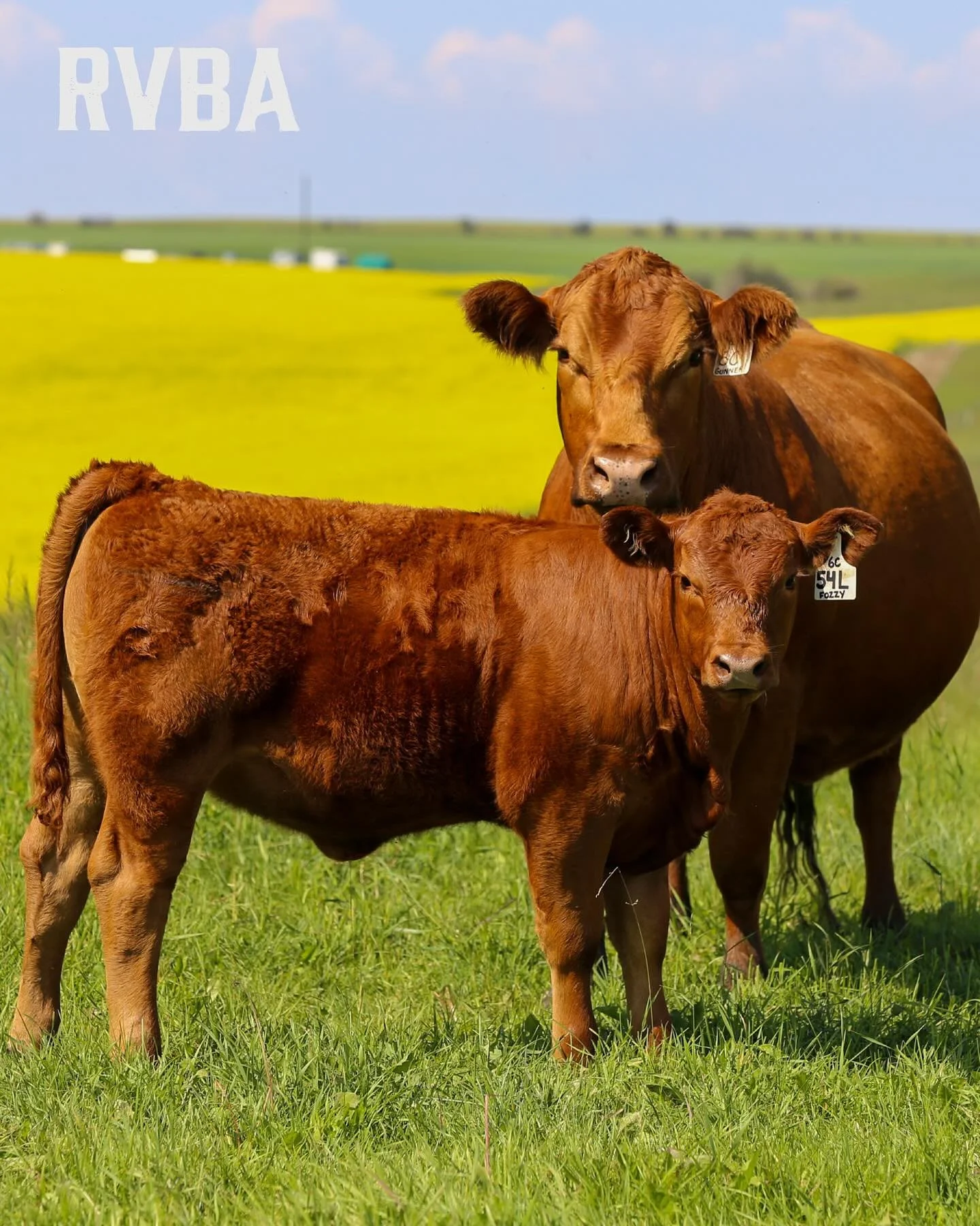 👋 Welcome to the official Instagram of Rocky View Breeders Association!

We&rsquo;re proud to support Alberta&rsquo;s cattle producers with accessible, industry-savvy livestock financing&mdash;because we&rsquo;re producers too.

Here, you&rsquo;ll f