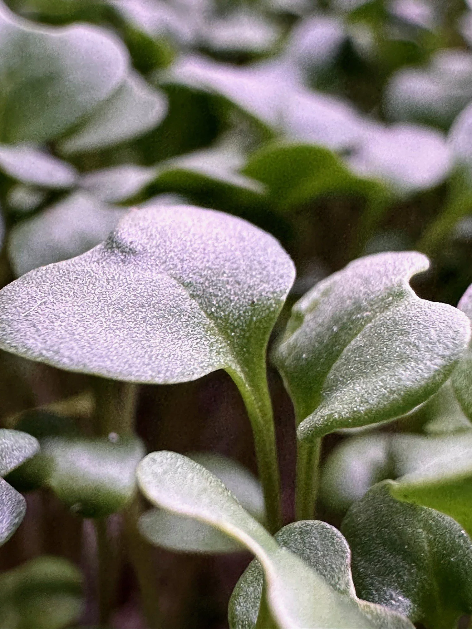 Microgreens | Fresh Nutrient-Rich Microgreens | Chefs Cut | Wholesale —  Skyward Microgreens, image size:1512x2016
