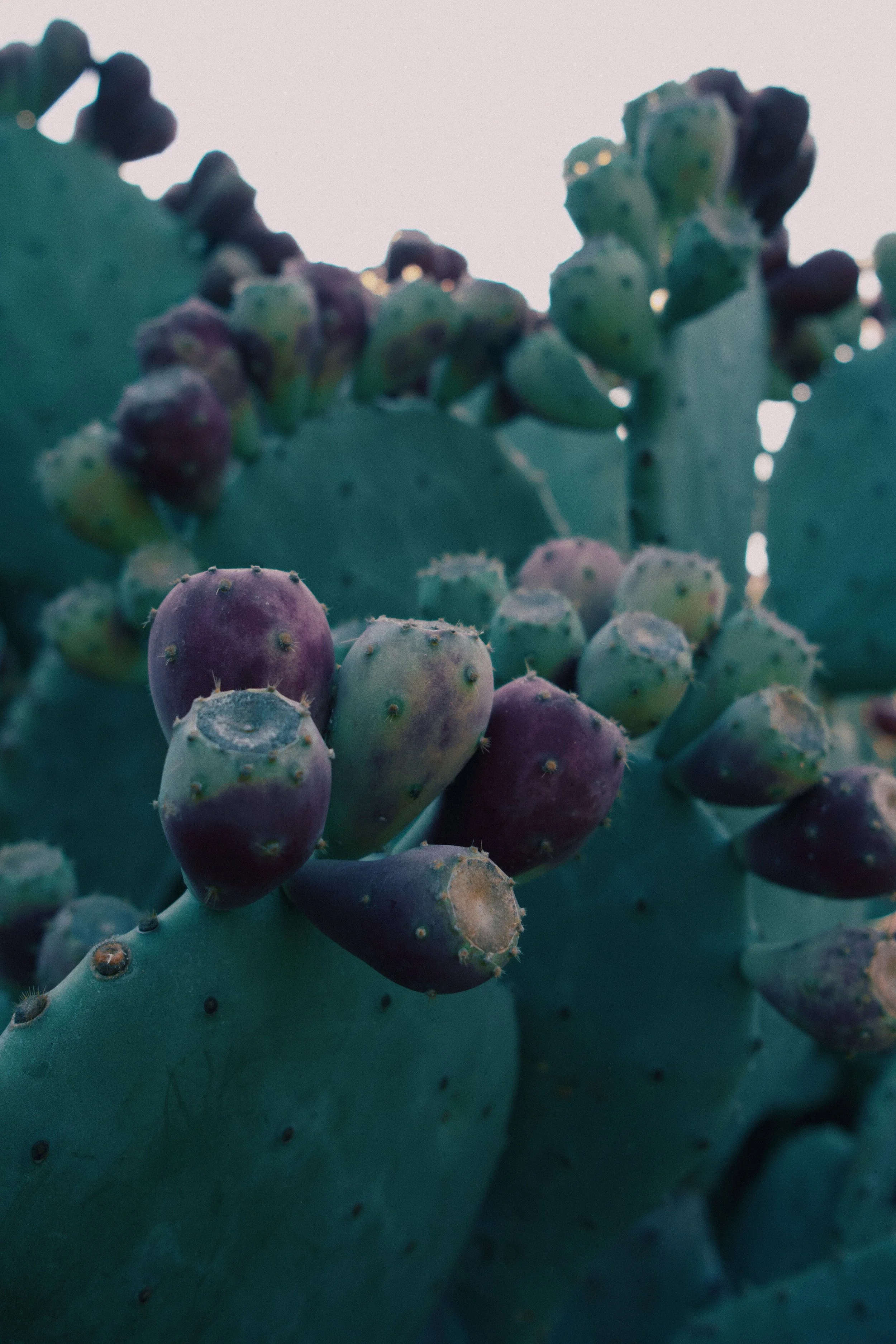 Cluster of succulents in warm natural light, muted green and stone tones.