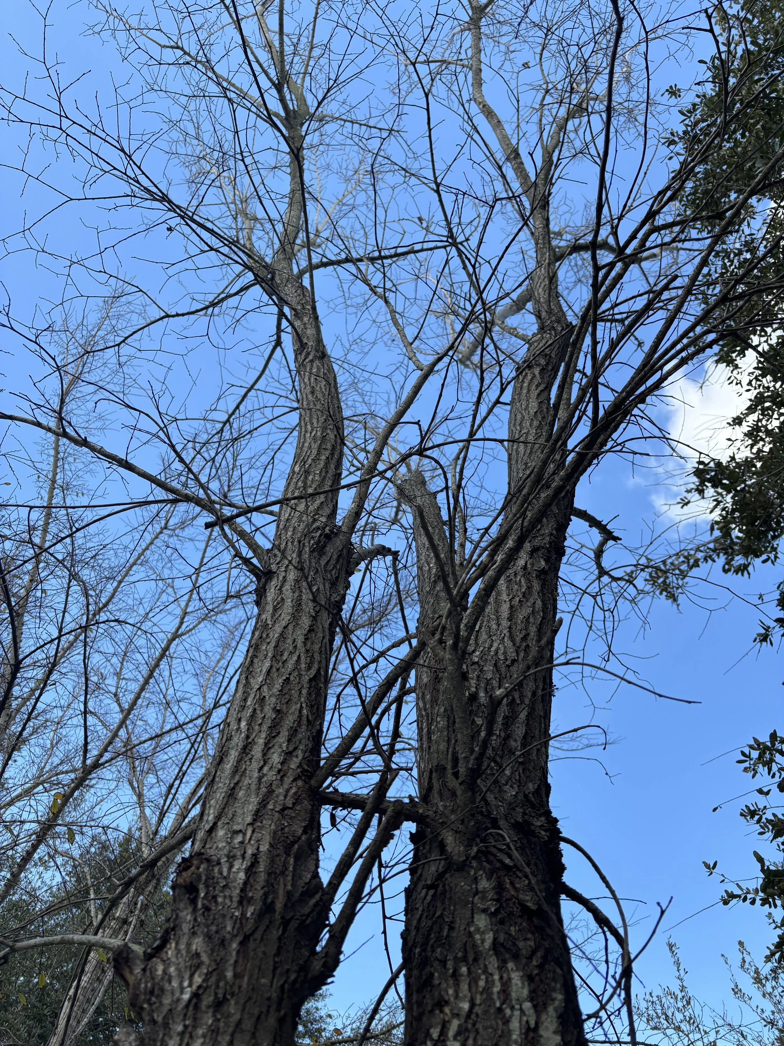 Two tall leafless trees with rough bark against a bright blue sky with a few clouds.