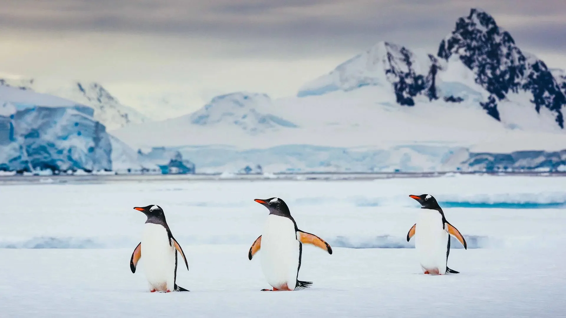 Antarctica 3.jpg