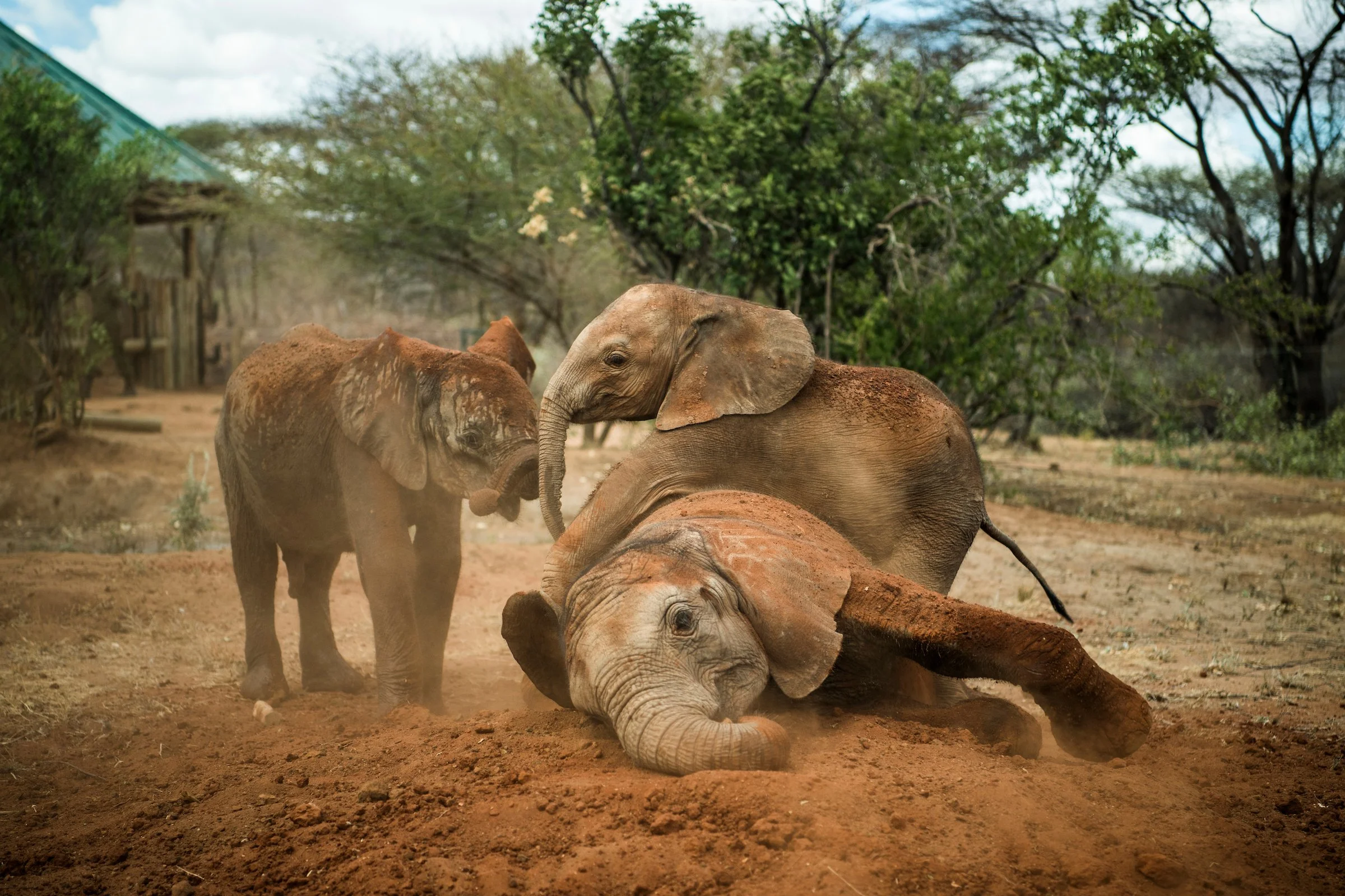 Rescued-Elephants-at-Reteti.jpg