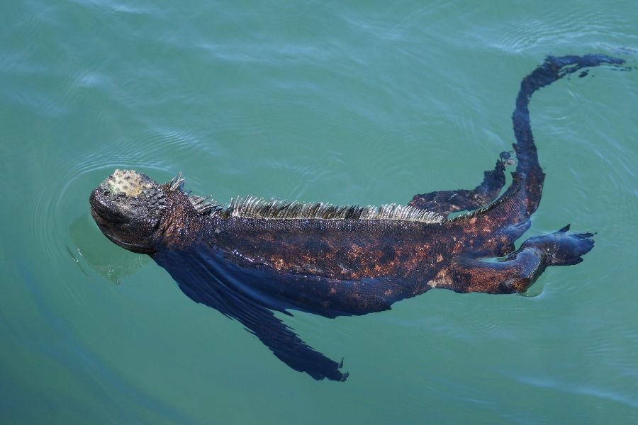 Marine Iguana.jpg