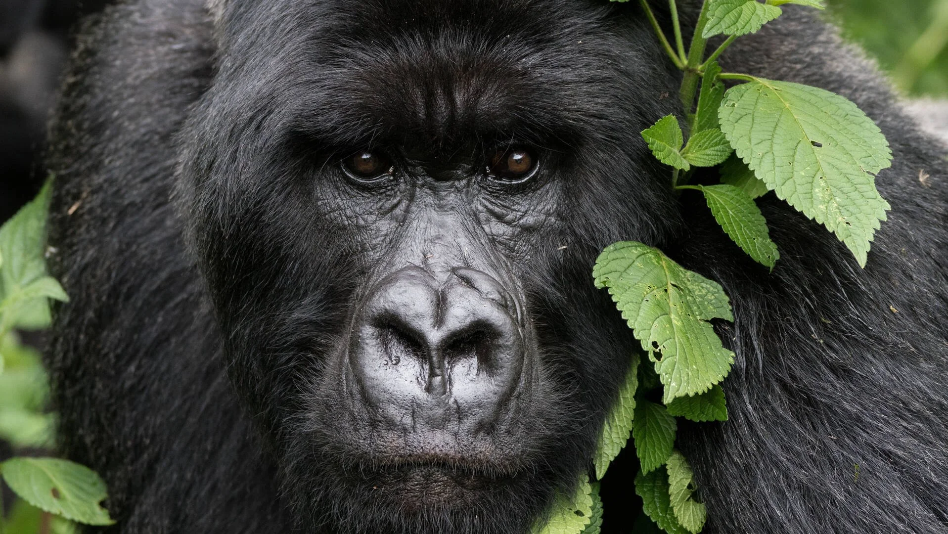 Gorilla.jpg
