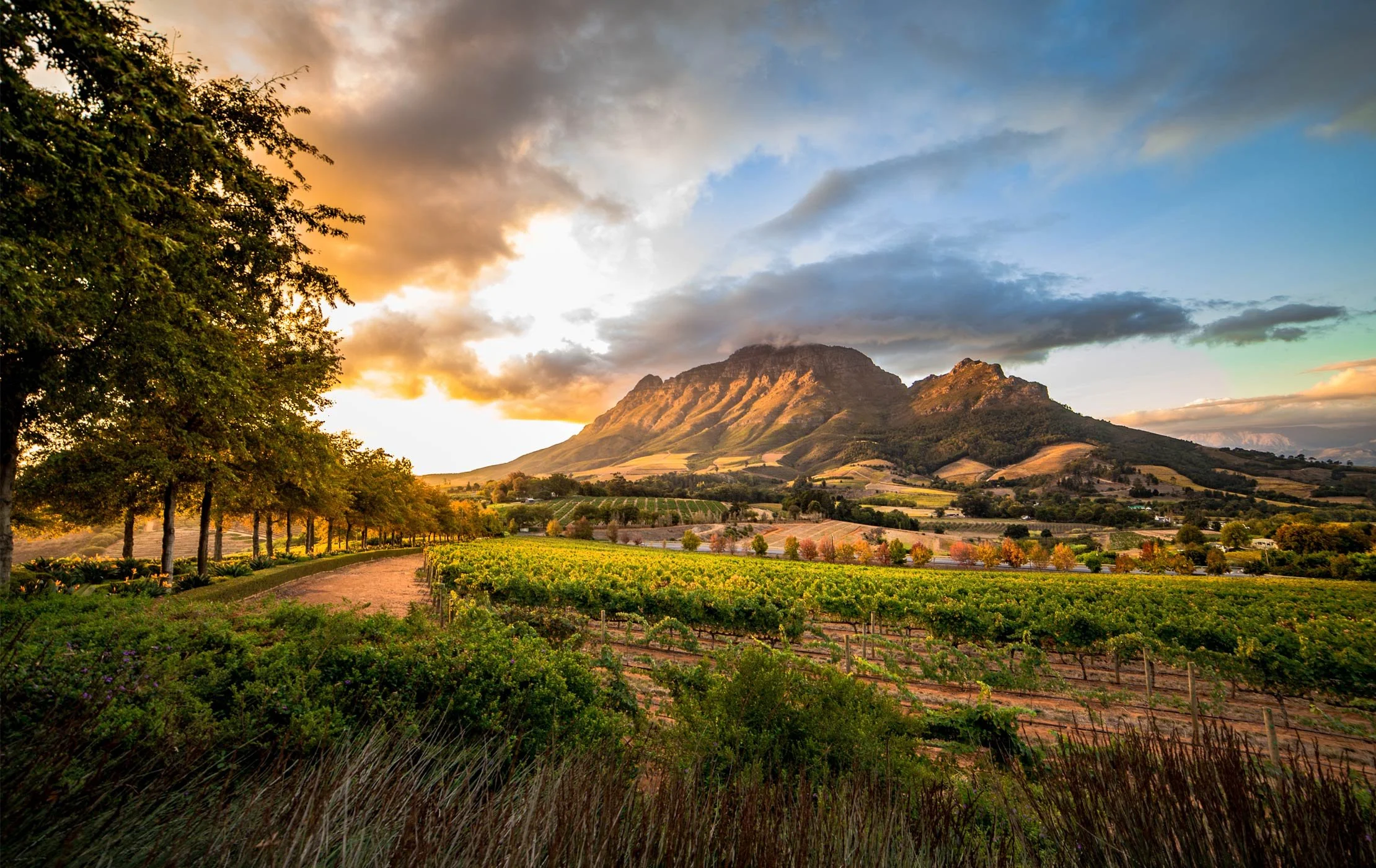 Stellenbosch.jpg