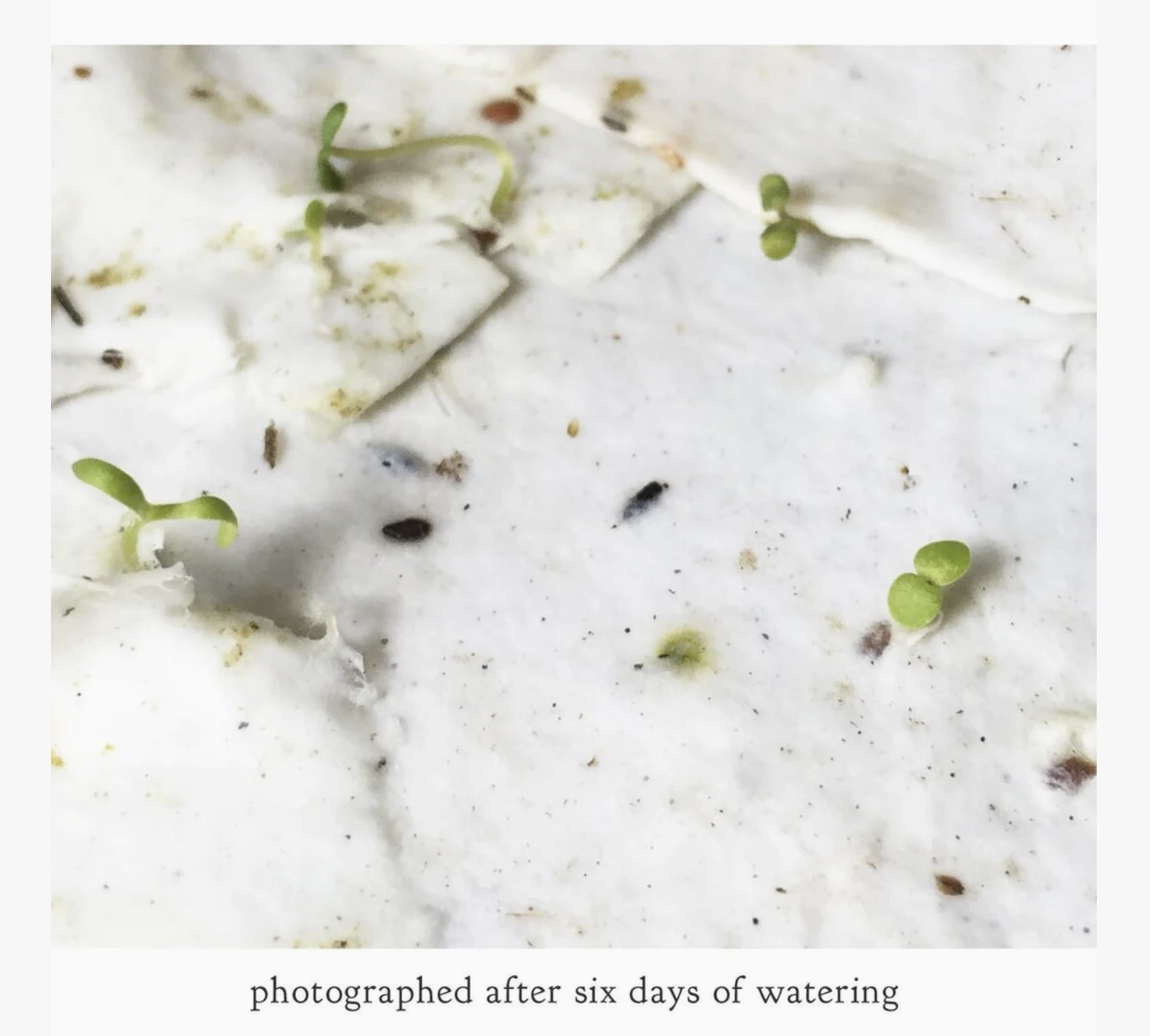 Card Sprouts.png (Copy)