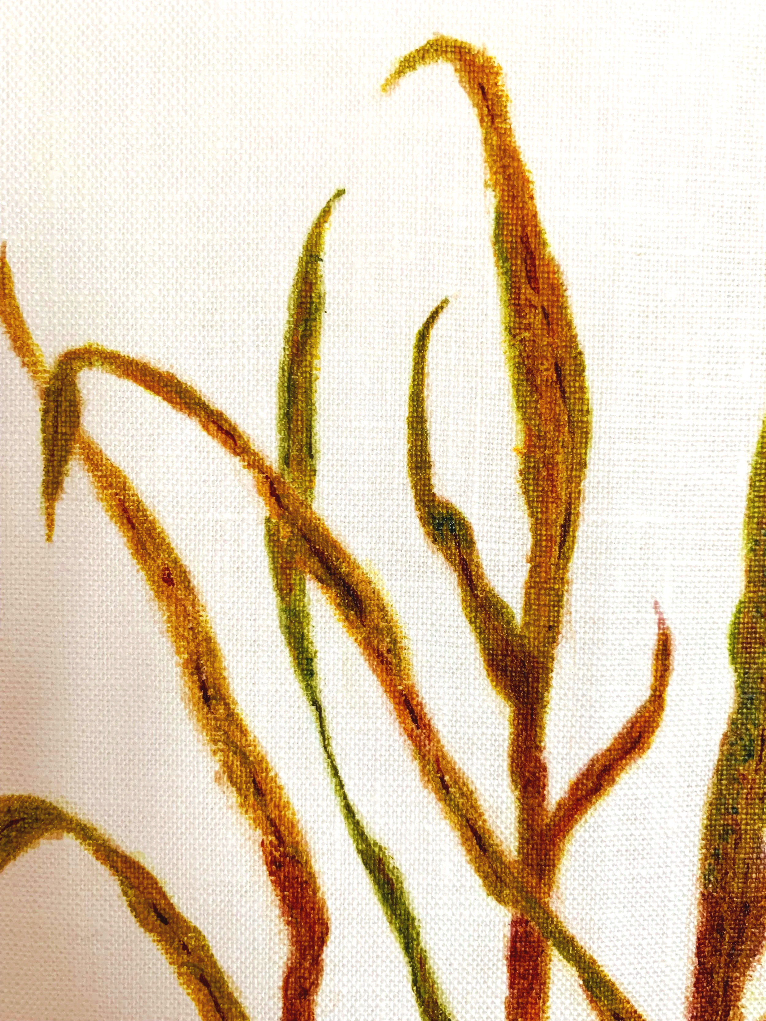 Sugarcane Memory III (2026) - Botanica Brasilis