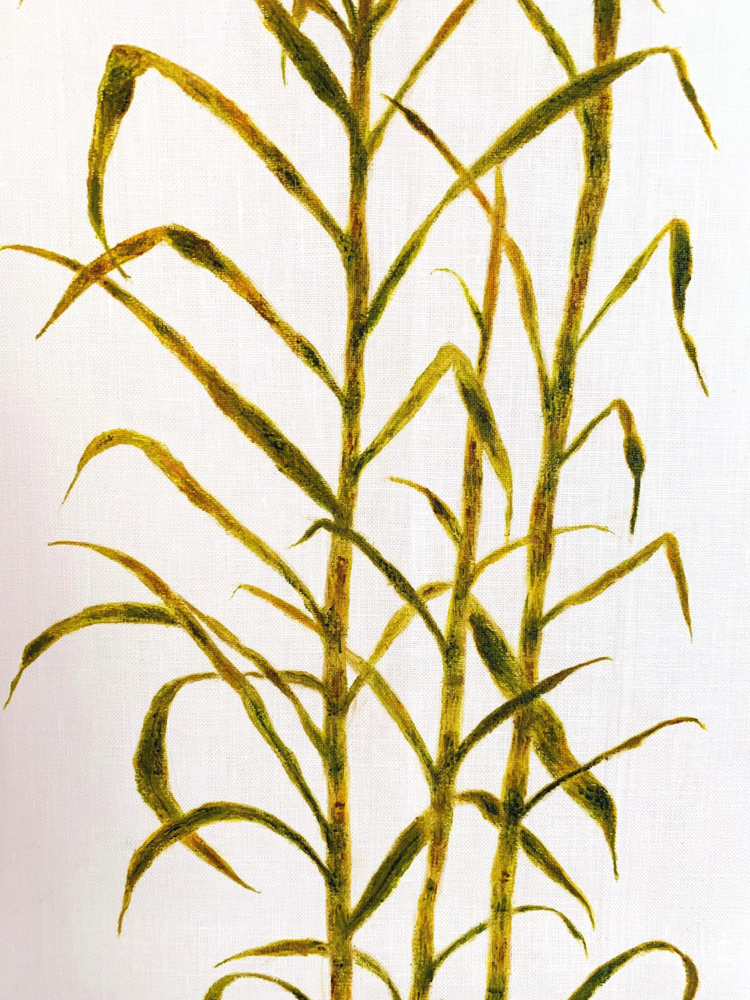 Sugarcane Memory II (2026) - Botanica Brasilis