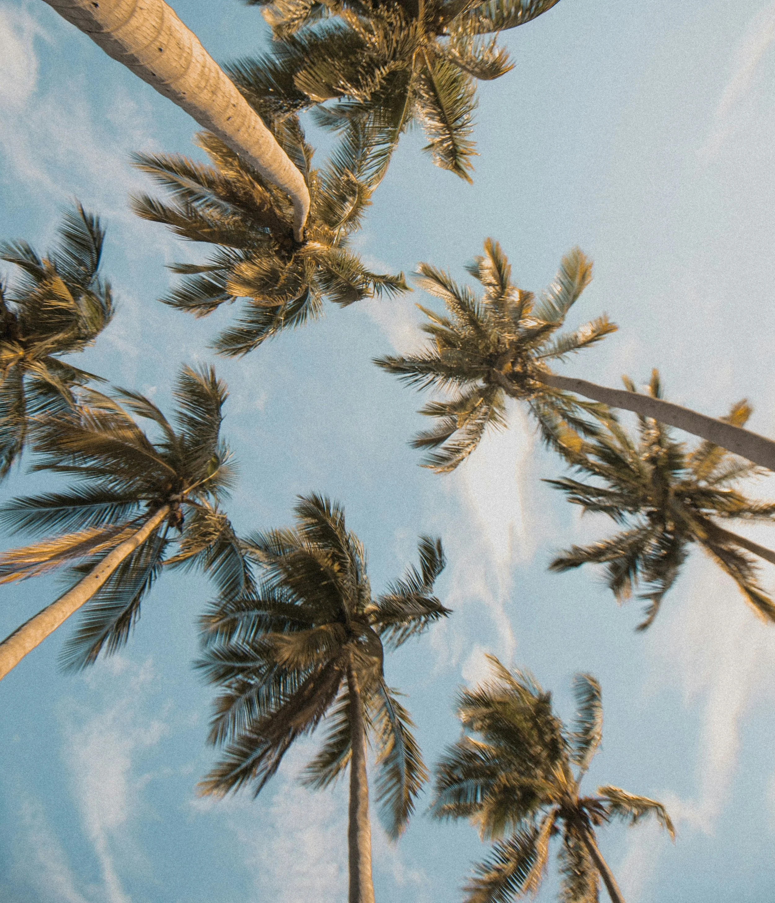 The problem of the definitive plant image