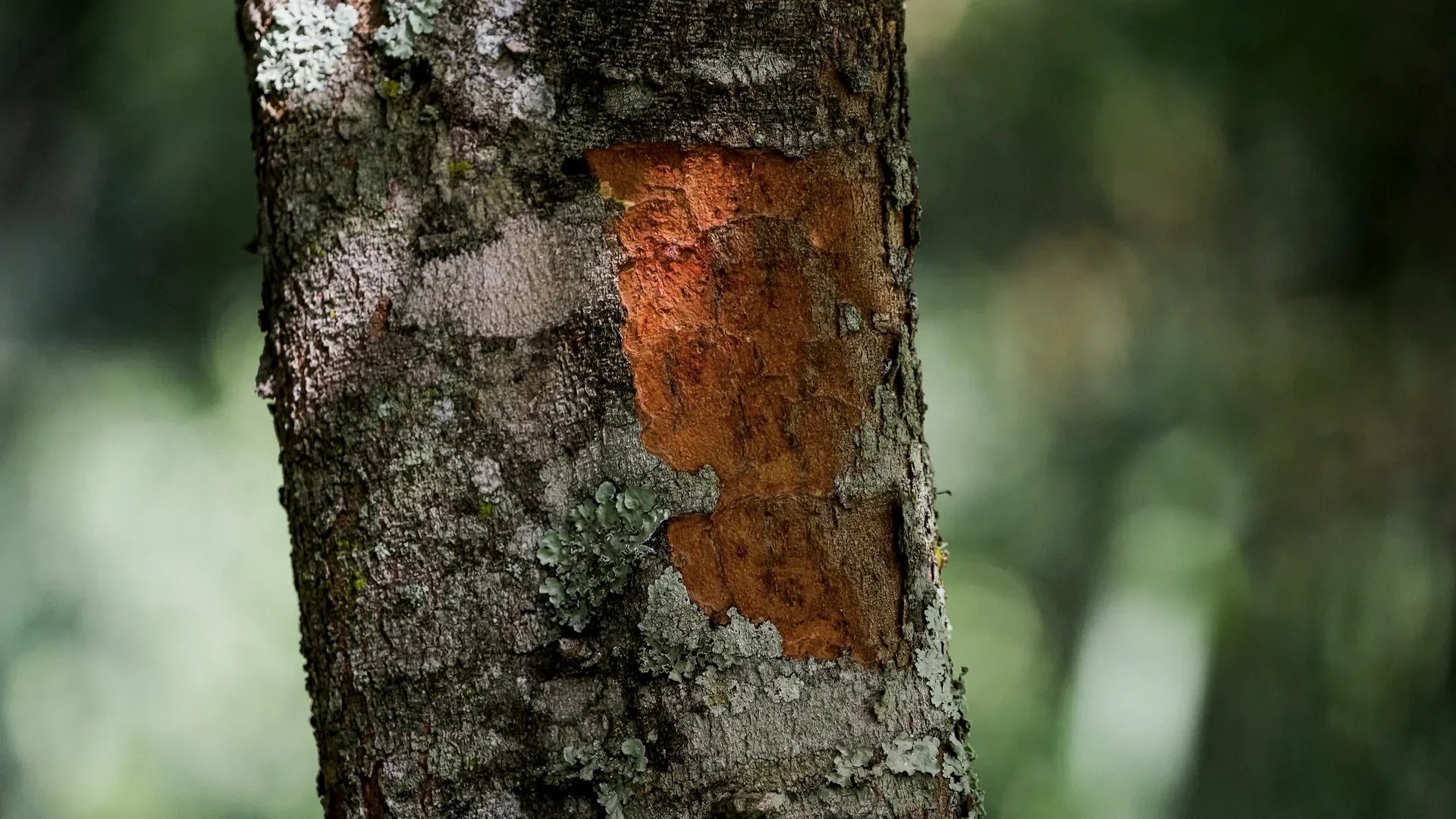 Plants and the ethics of attention