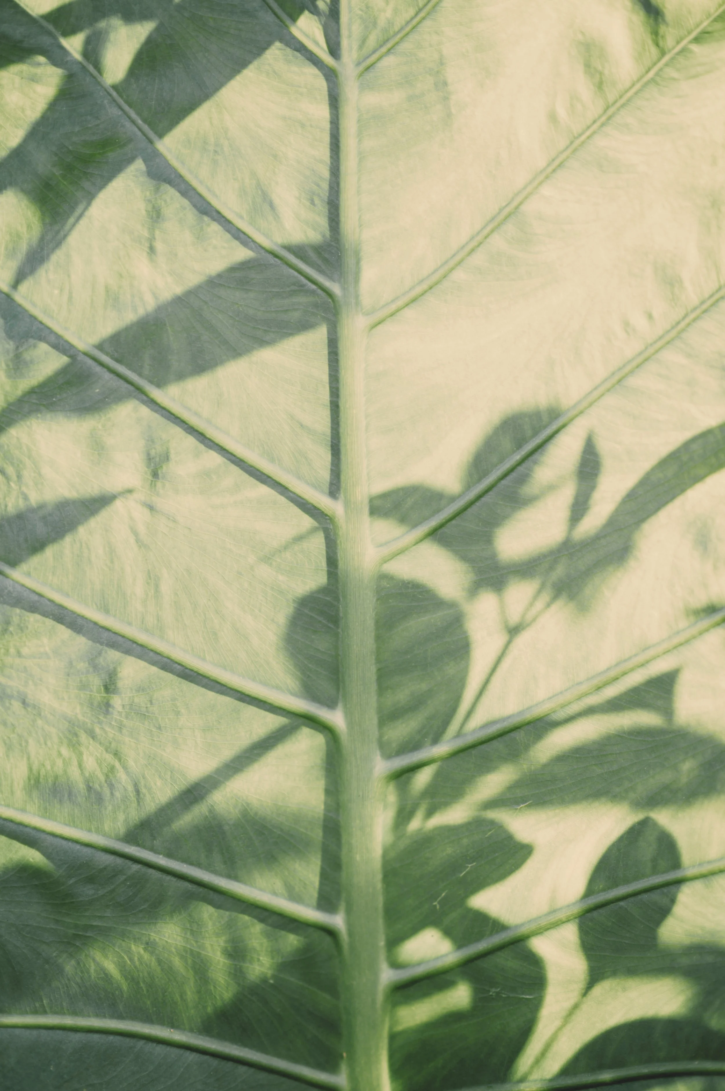 The margins of attention