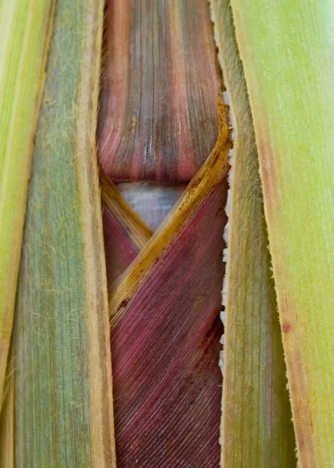 Cultivation and the Persistence of Form