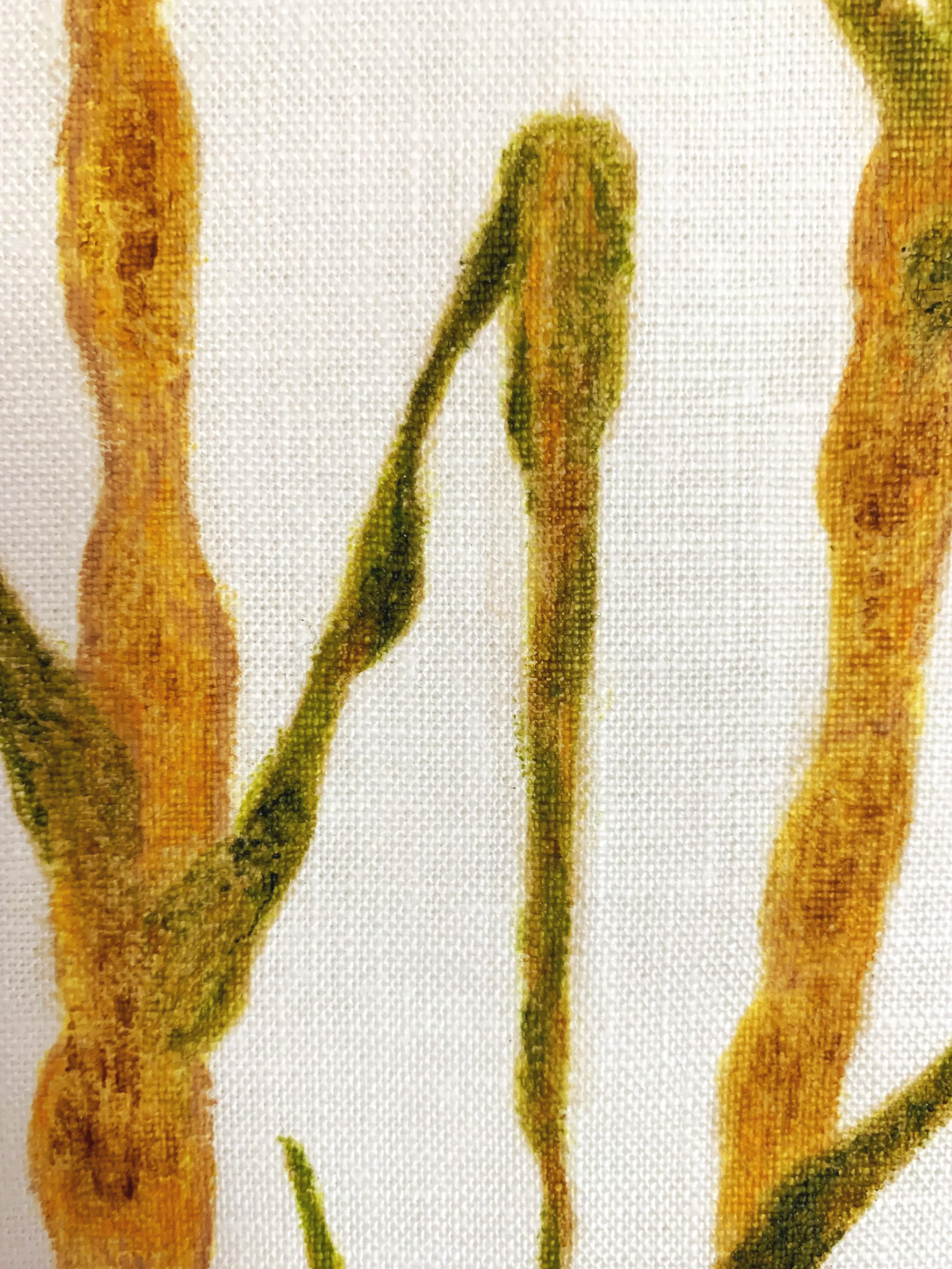 Sugarcane Memory I (2026) - Botanica Brasilis