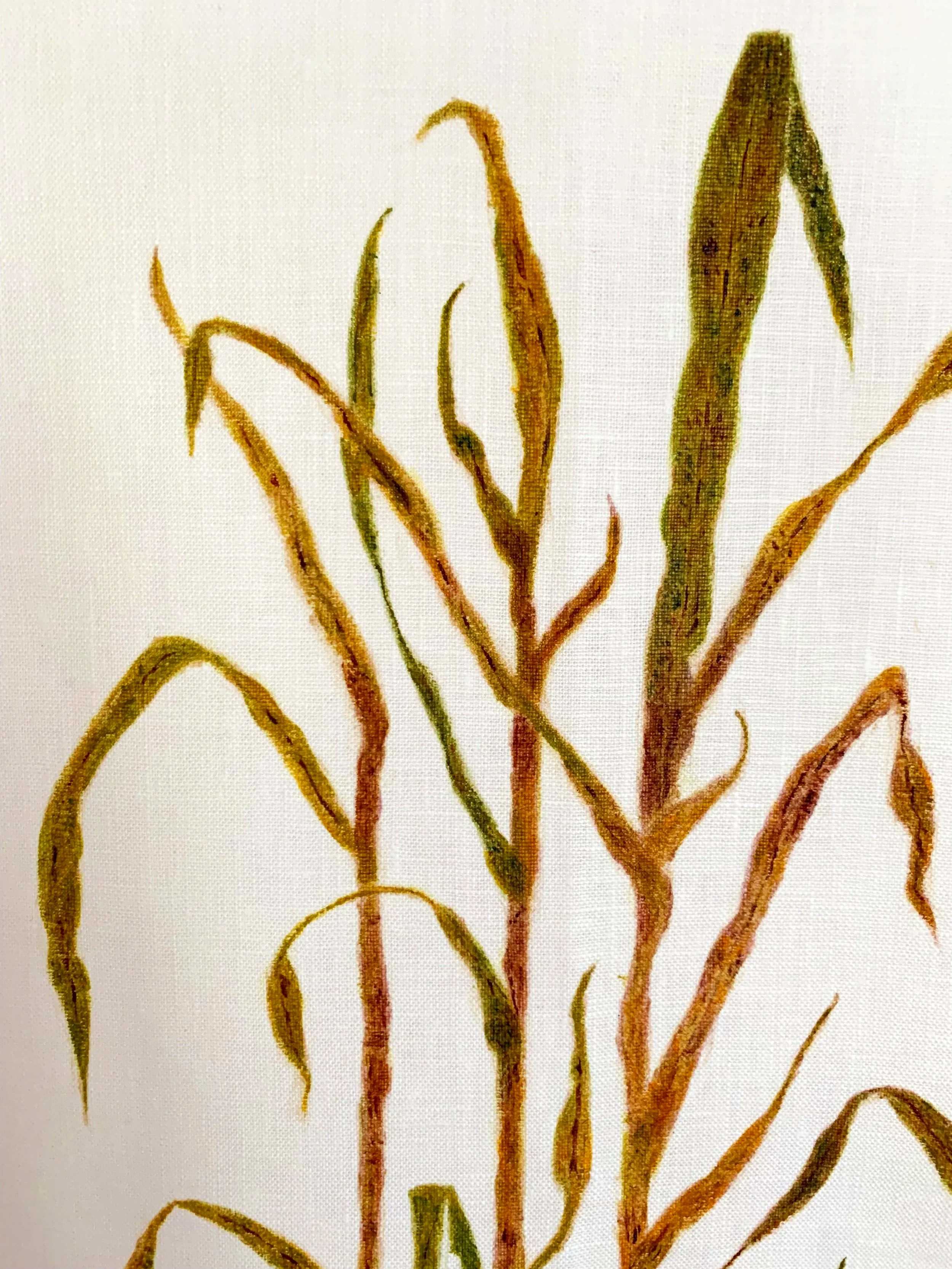 Sugarcane Memory III (2026) - Botanica Brasilis