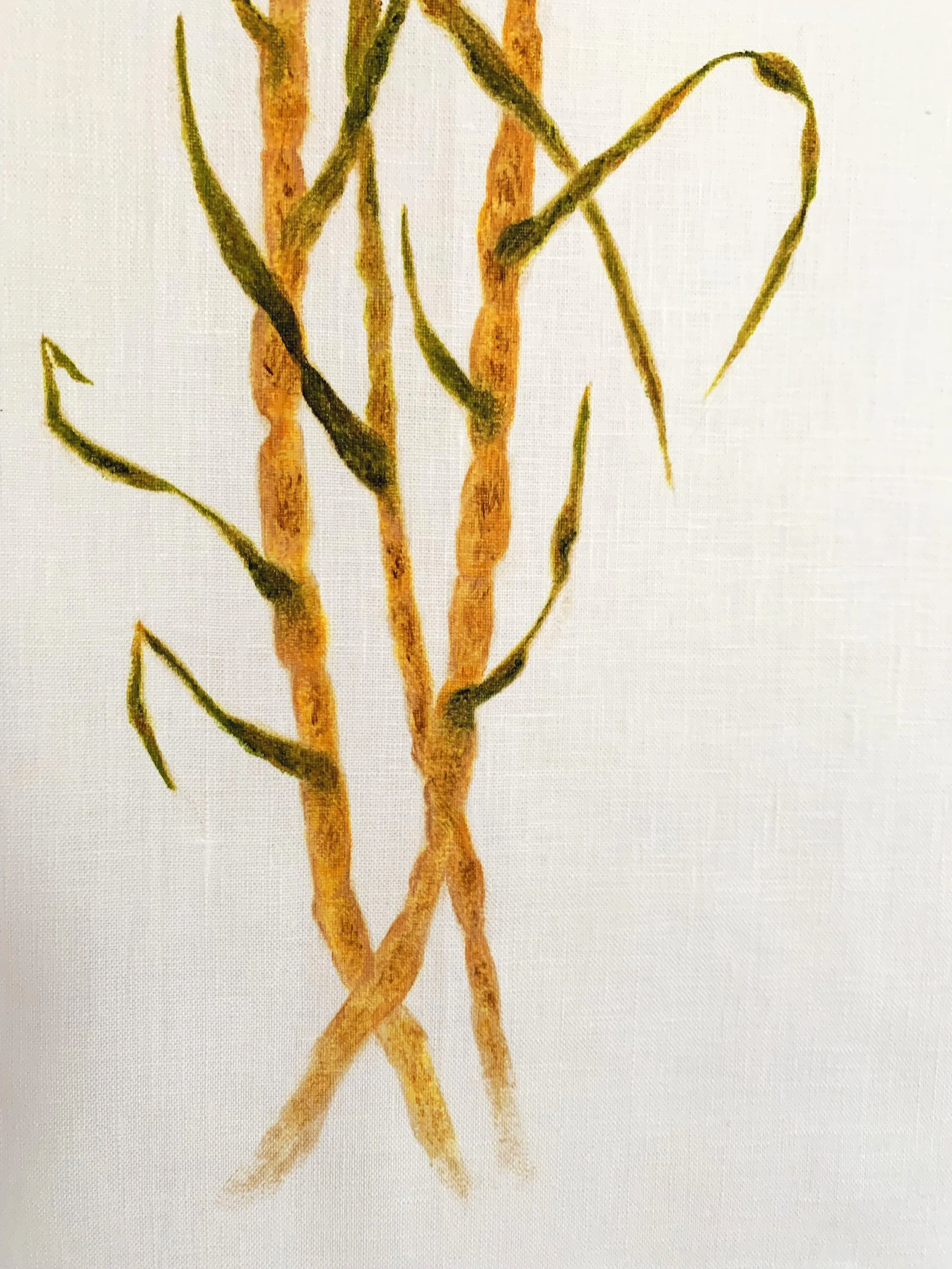 Sugarcane Memory I (2026) - Botanica Brasilis