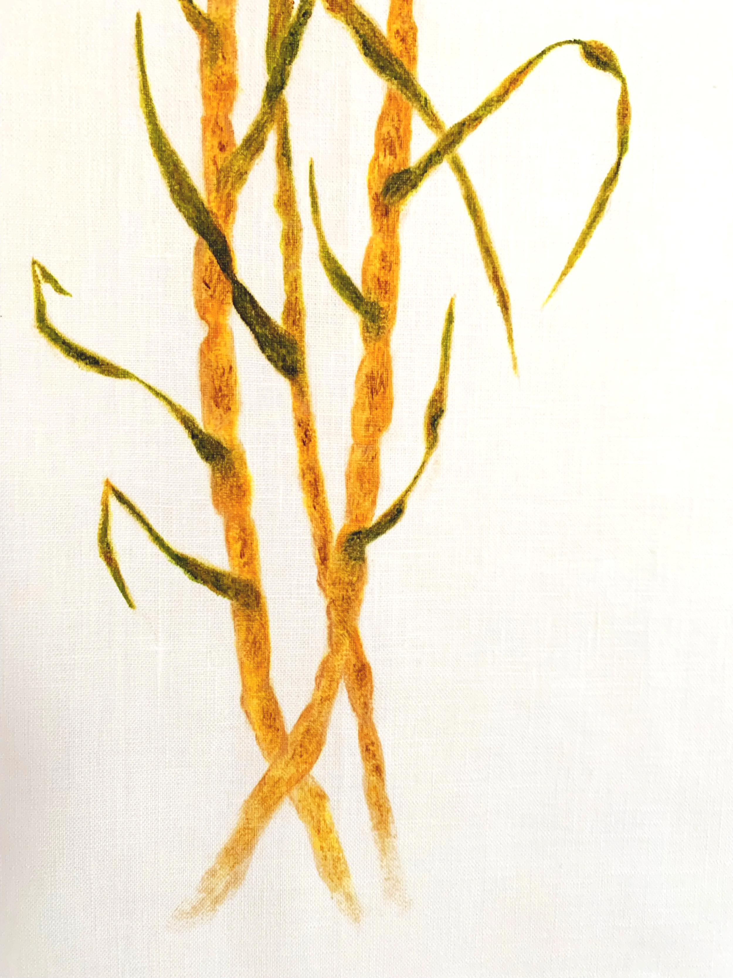 Sugarcane Memory I (2026) - Botanica Brasilis