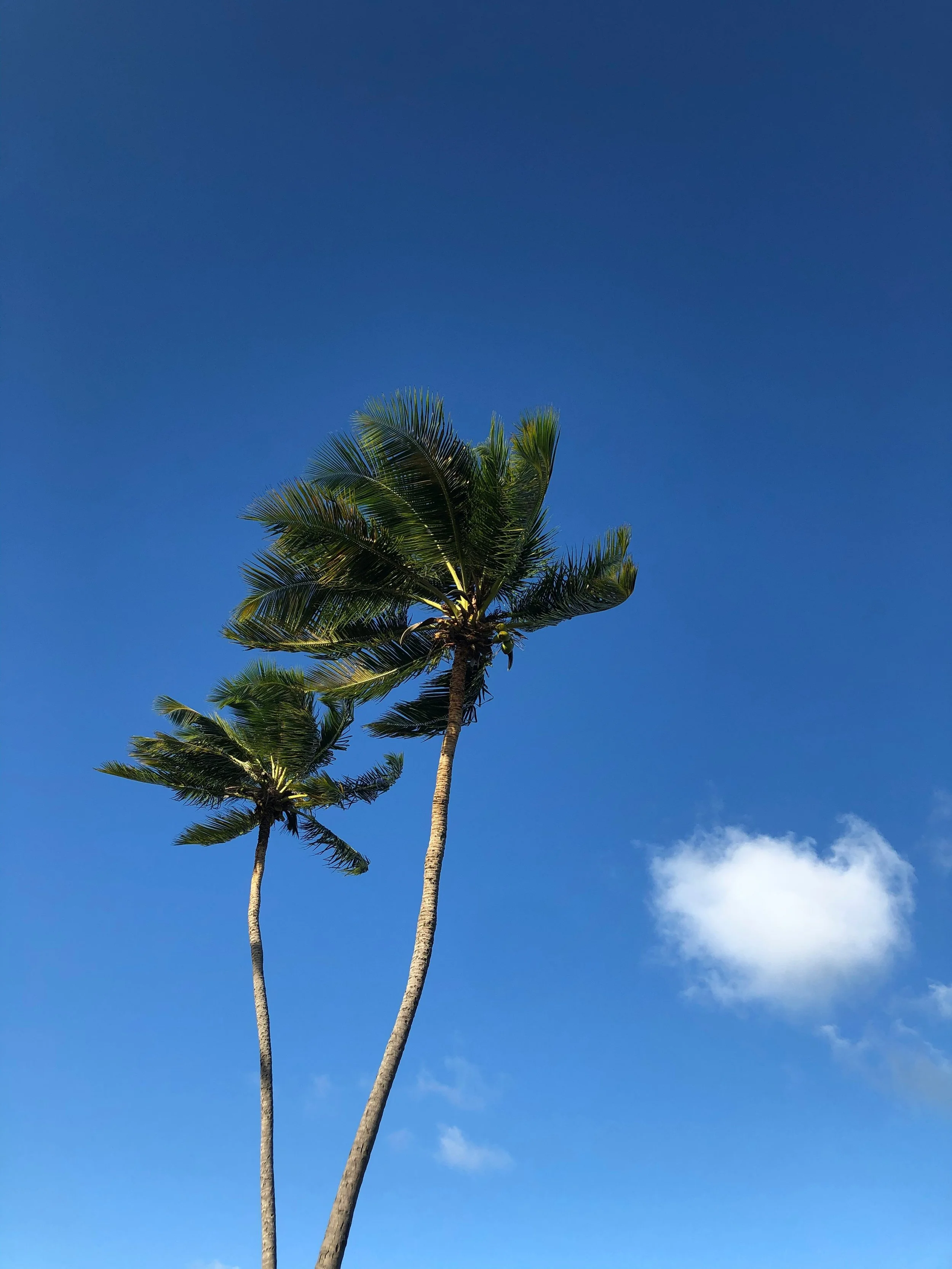 Two palm trees with green fronds against a clear blue sky with a small white cloud.