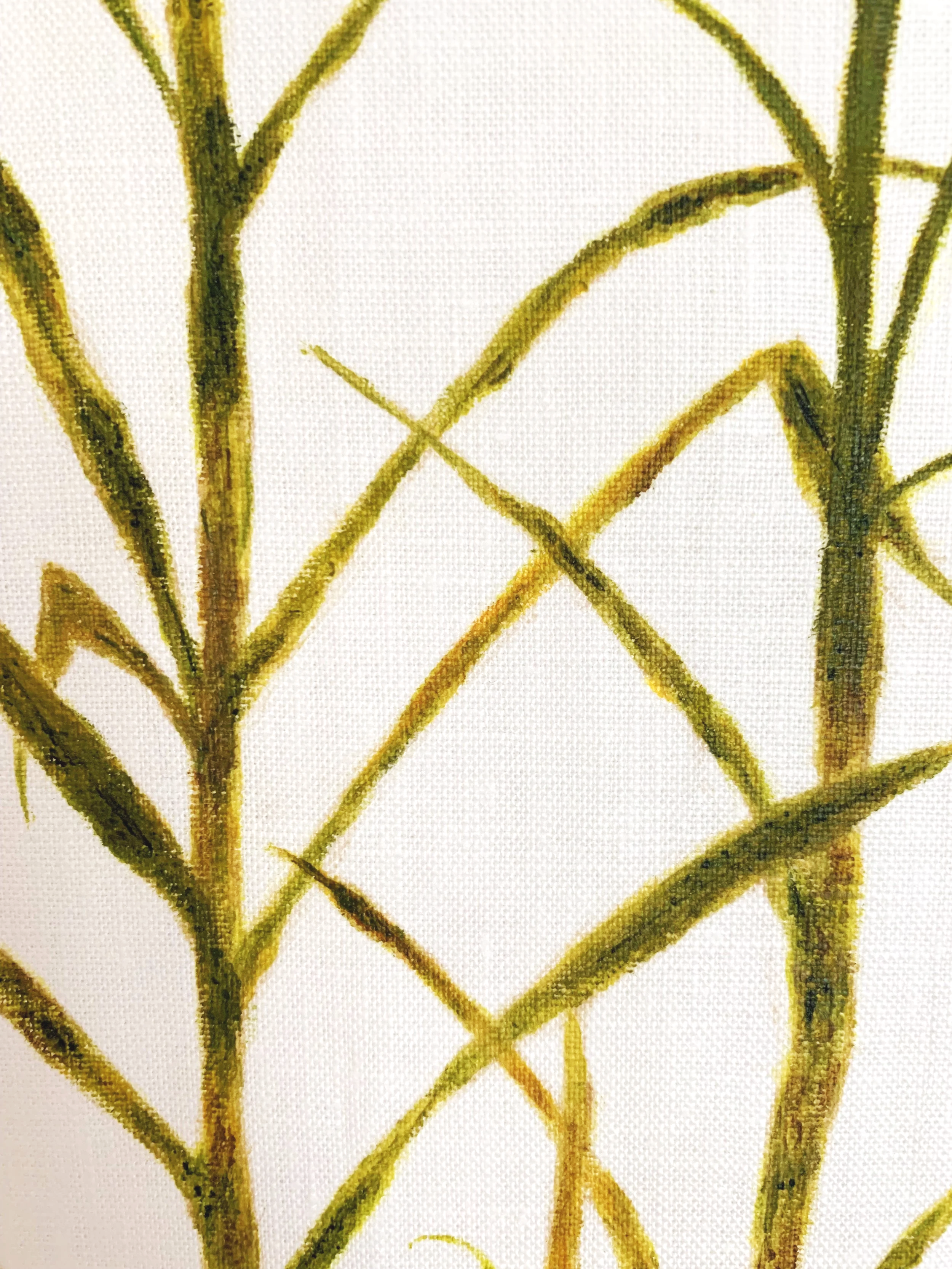Sugarcane Memory II (2026) - Botanica Brasilis