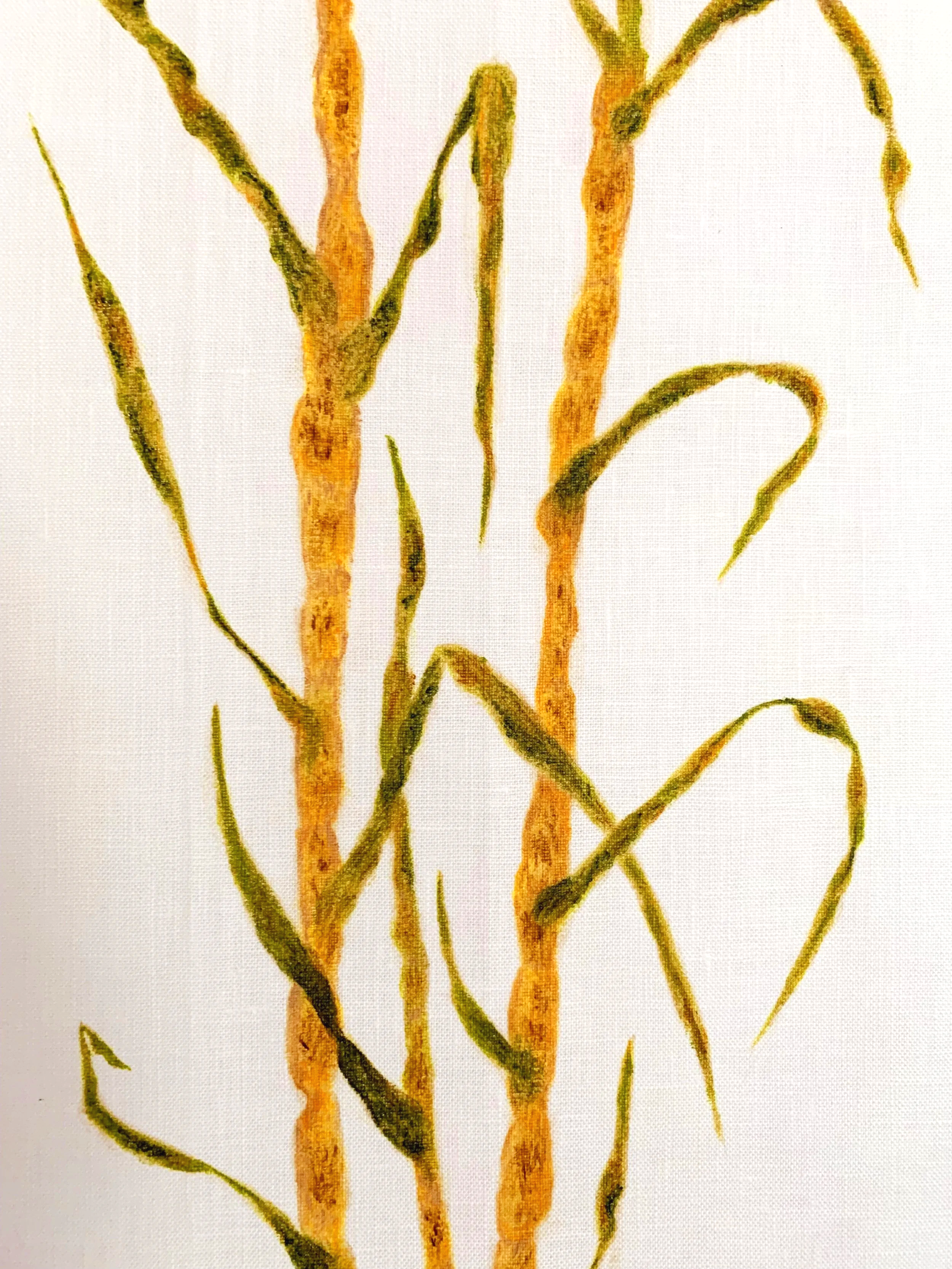 Sugarcane Memory I (2026) - Botanica Brasilis