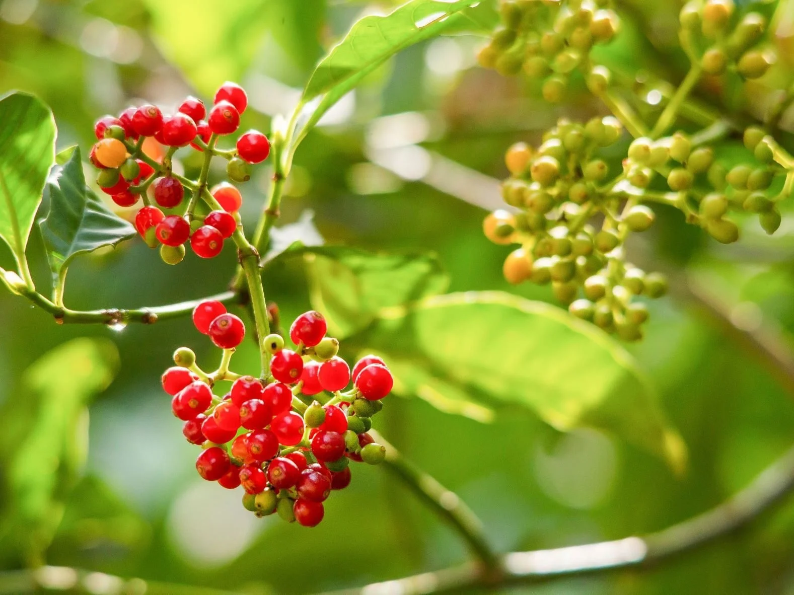 Close-up of ripe red coffee cherries on a branch with green leaves in the background.