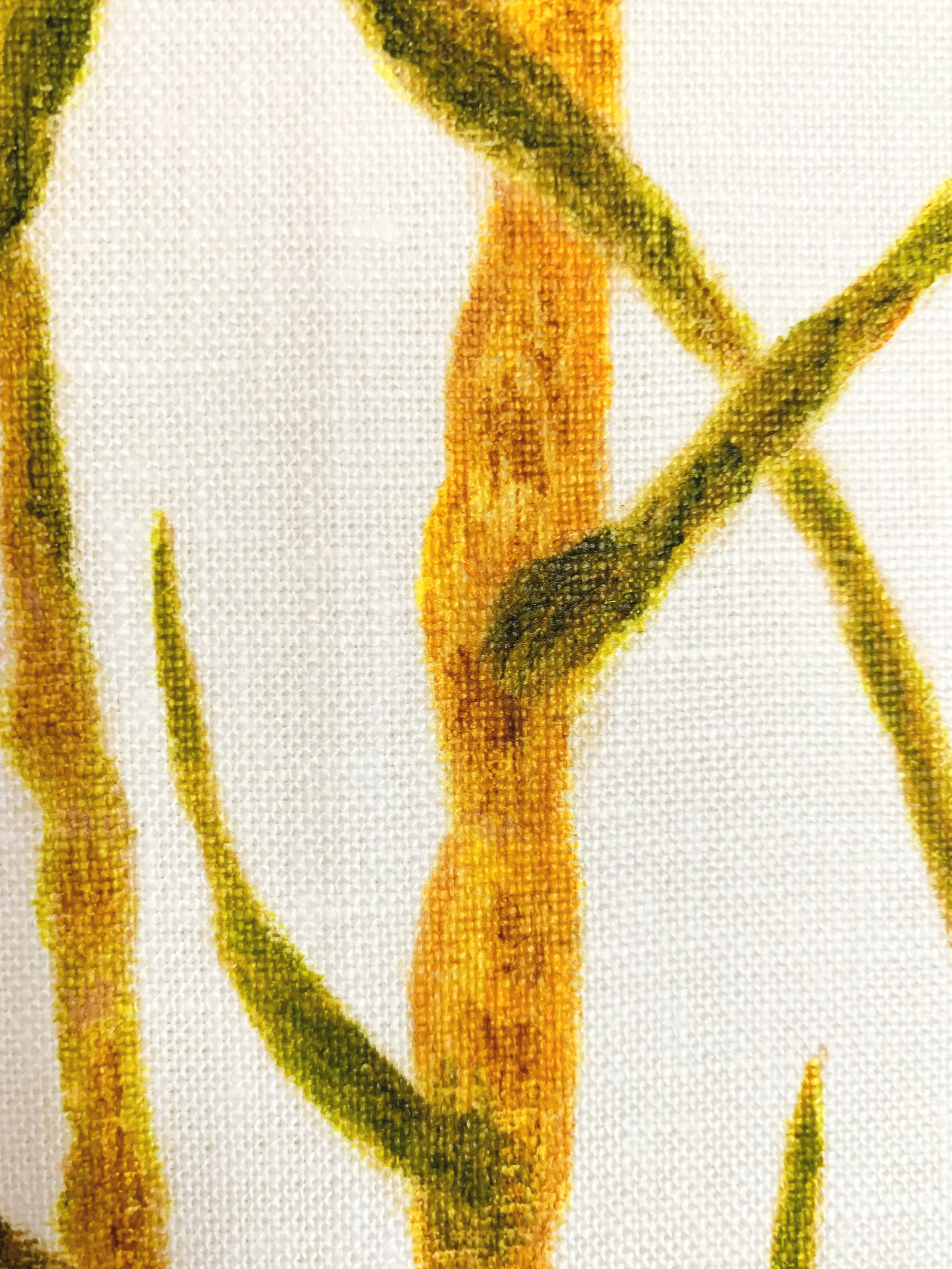 Sugarcane Memory I (2026) - Botanica Brasilis