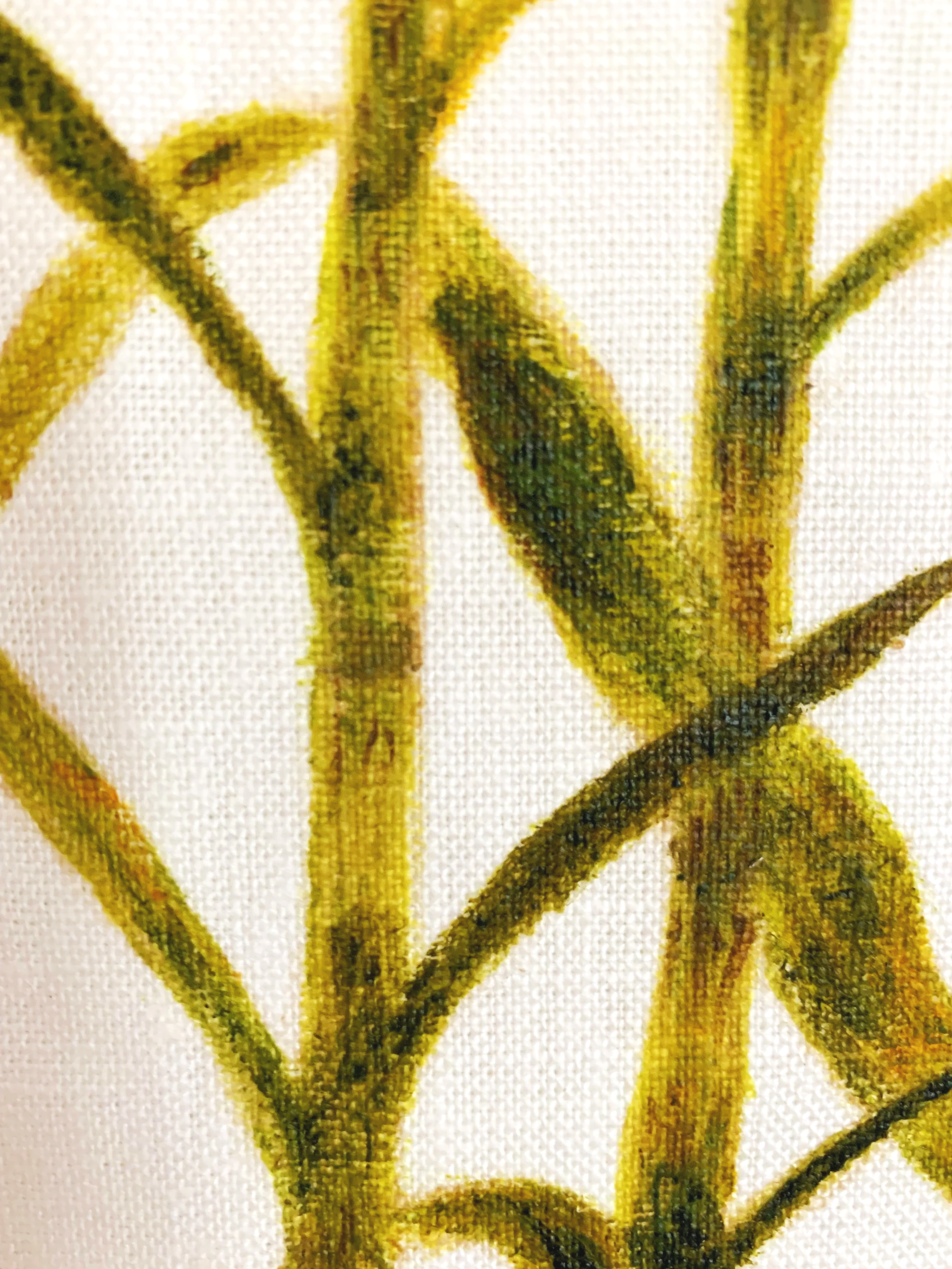 Sugarcane Memory II (2026) - Botanica Brasilis