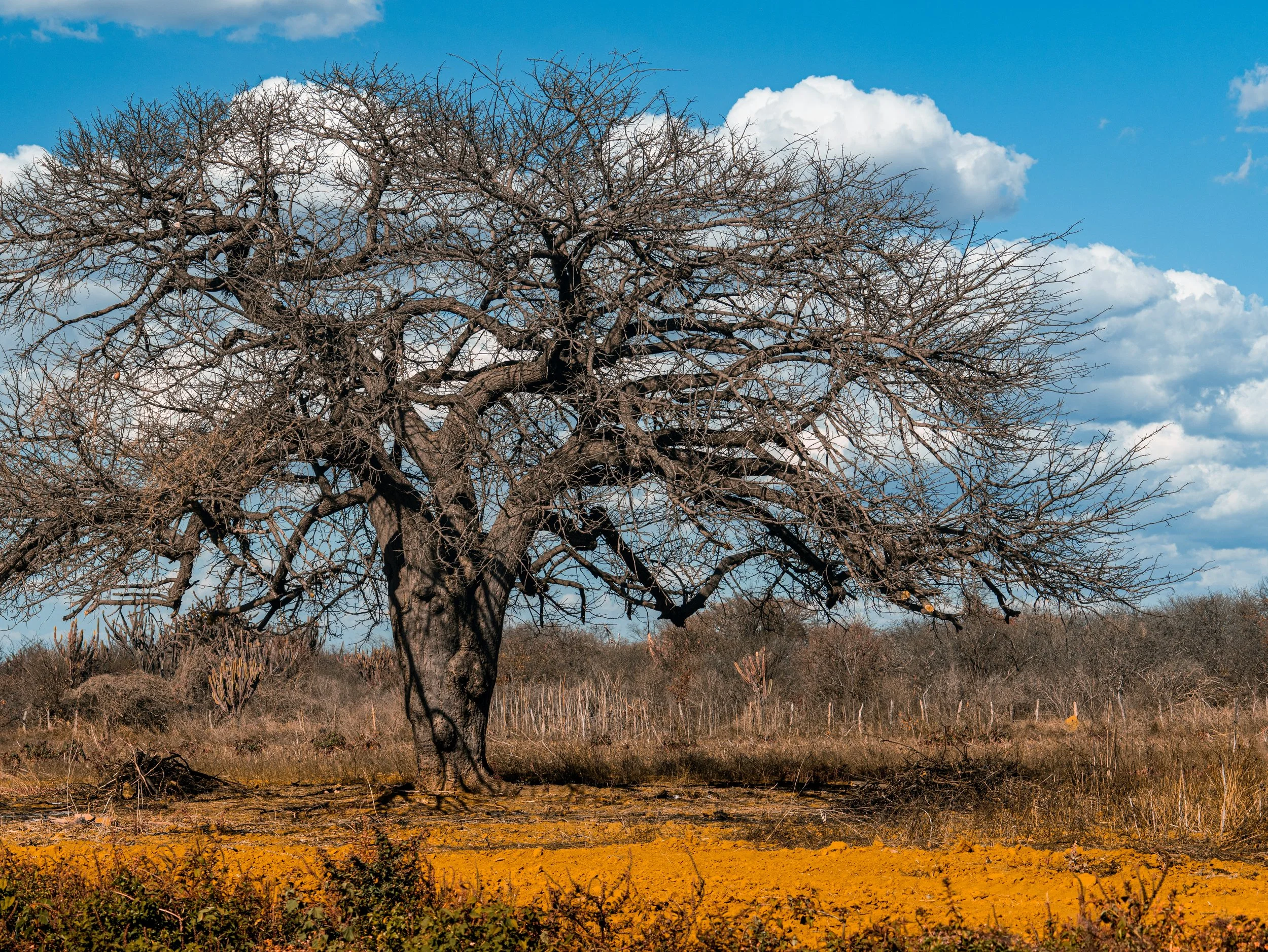 A leafless tree with a thick trunk stands in a dry, grassy landscape under a blue sky with scattered white clouds.