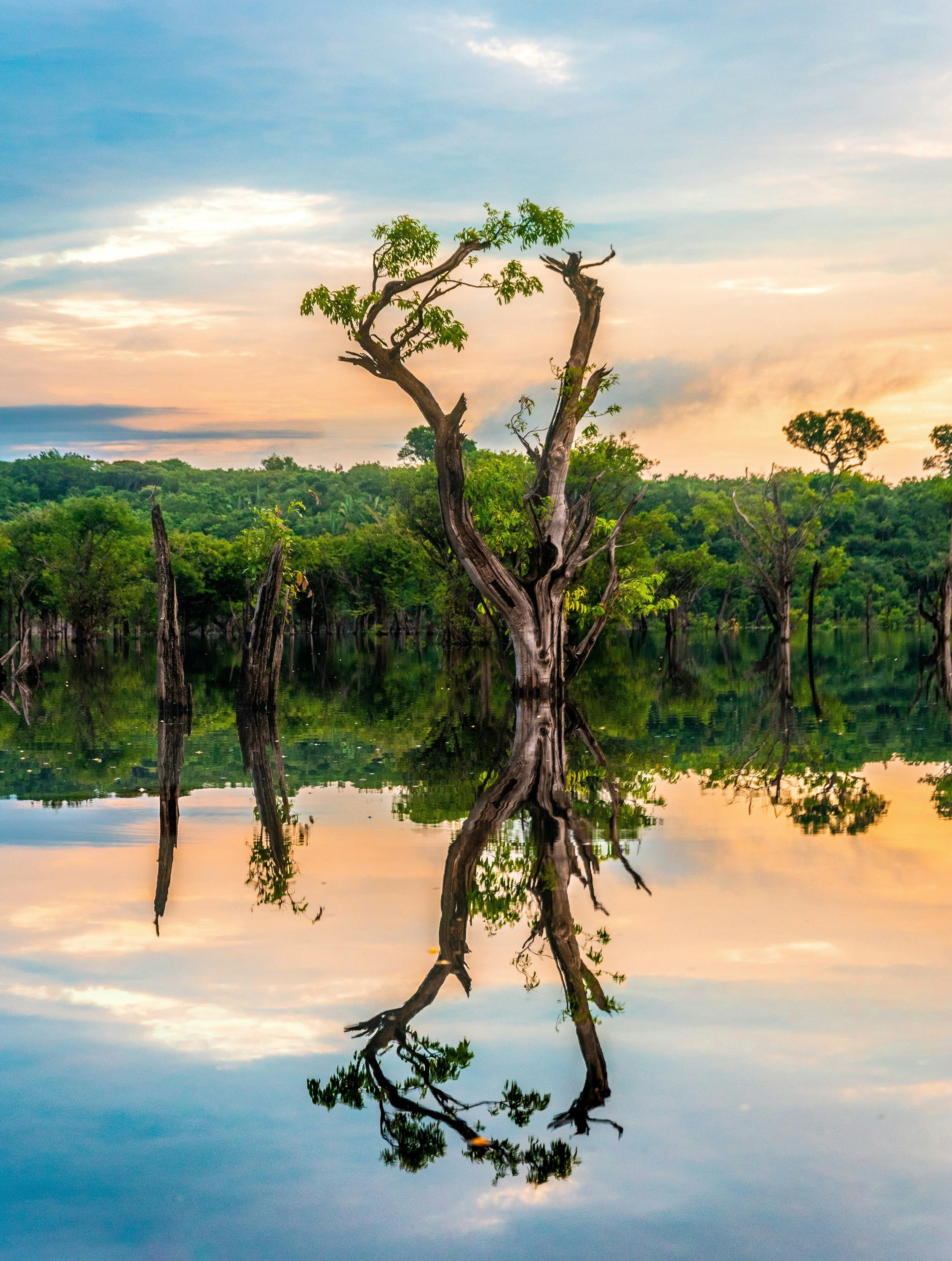 A leafless tree with some green leaves growing on its upper branches, reflected in calm water with a forest and a partly cloudy sky in the background at sunset or sunrise.
