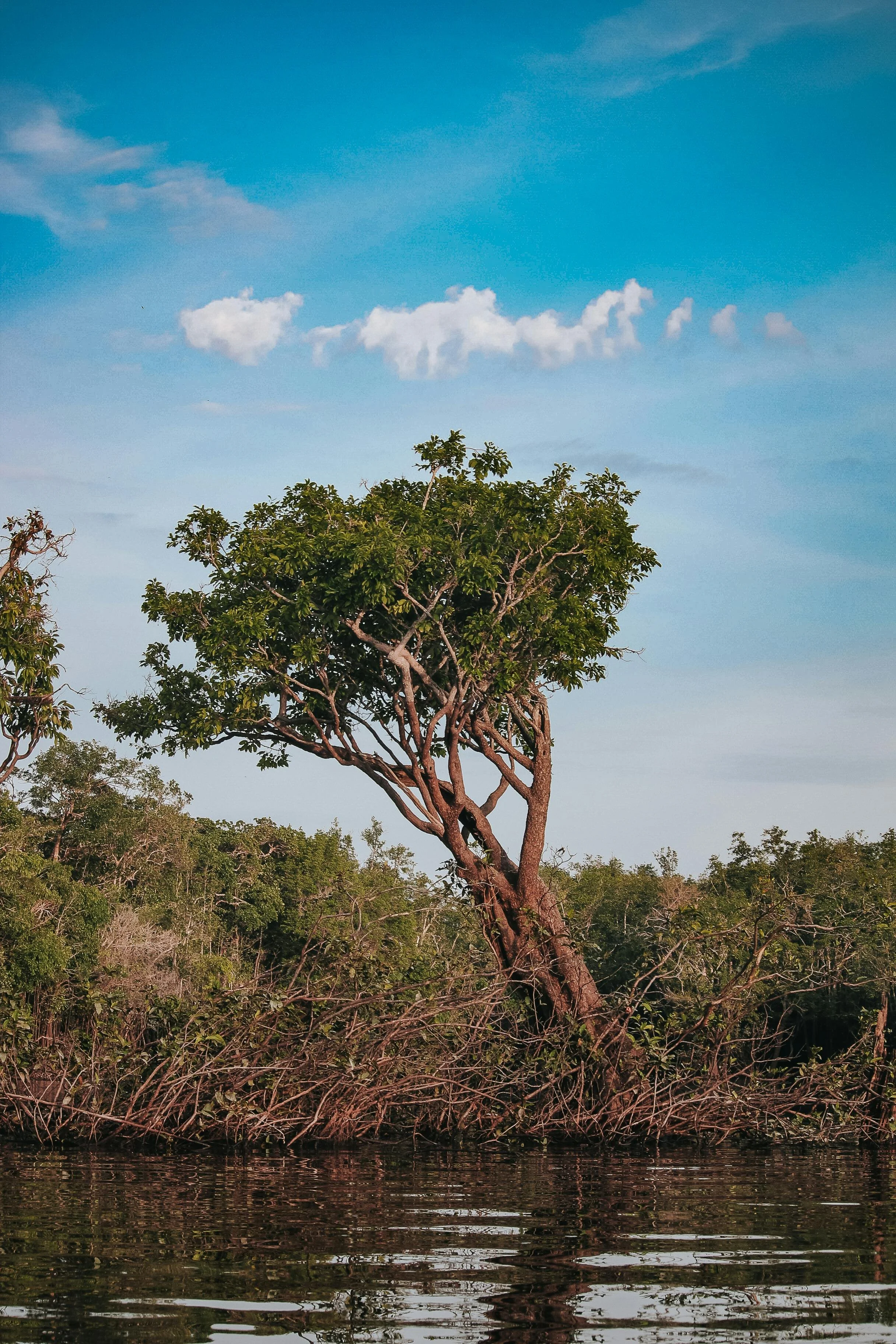 A tree with a bent trunk and green foliage on a shoreline with water in the foreground and a blue sky with clouds above.