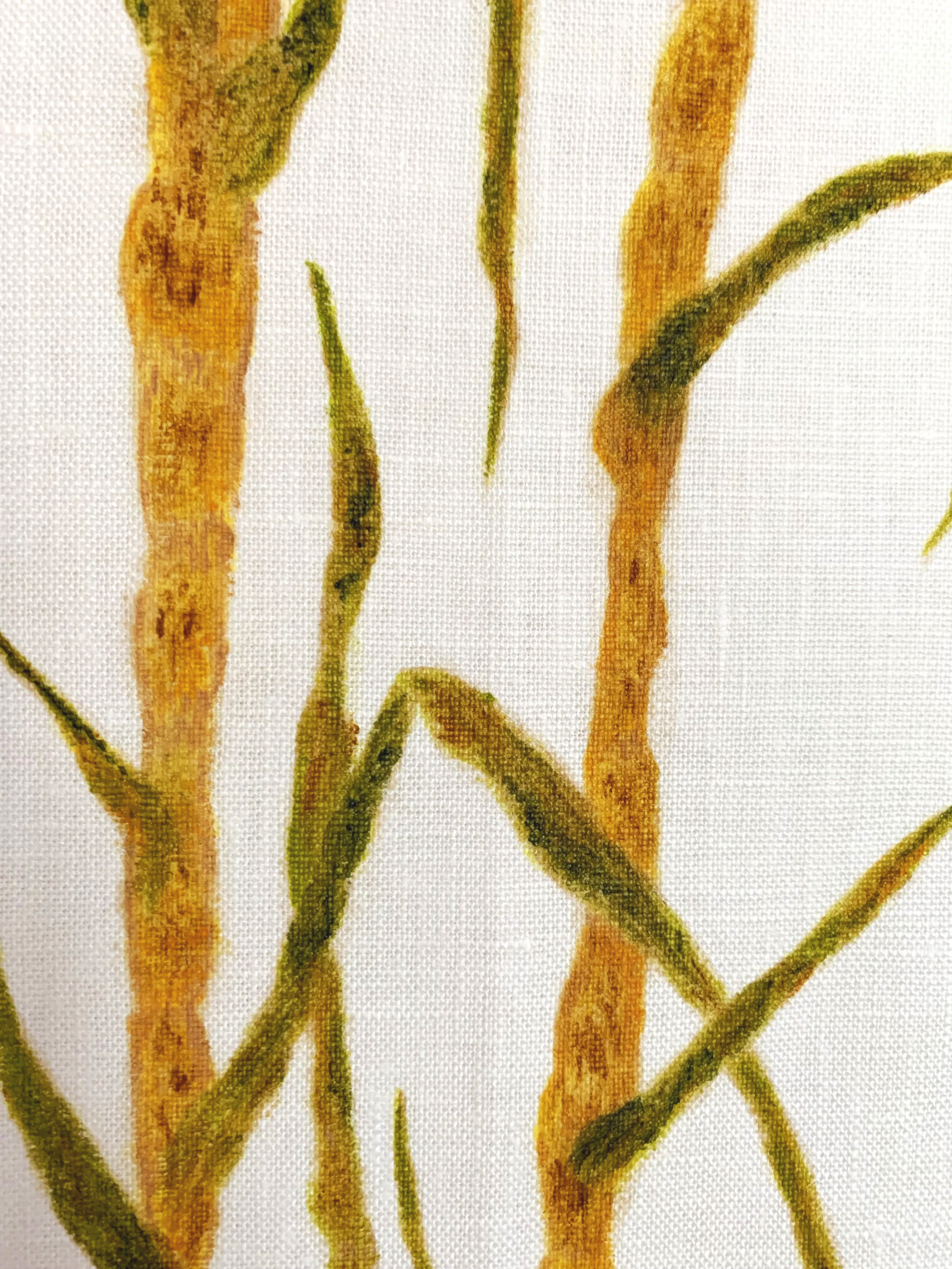 Sugarcane Memory I (2026) - Botanica Brasilis
