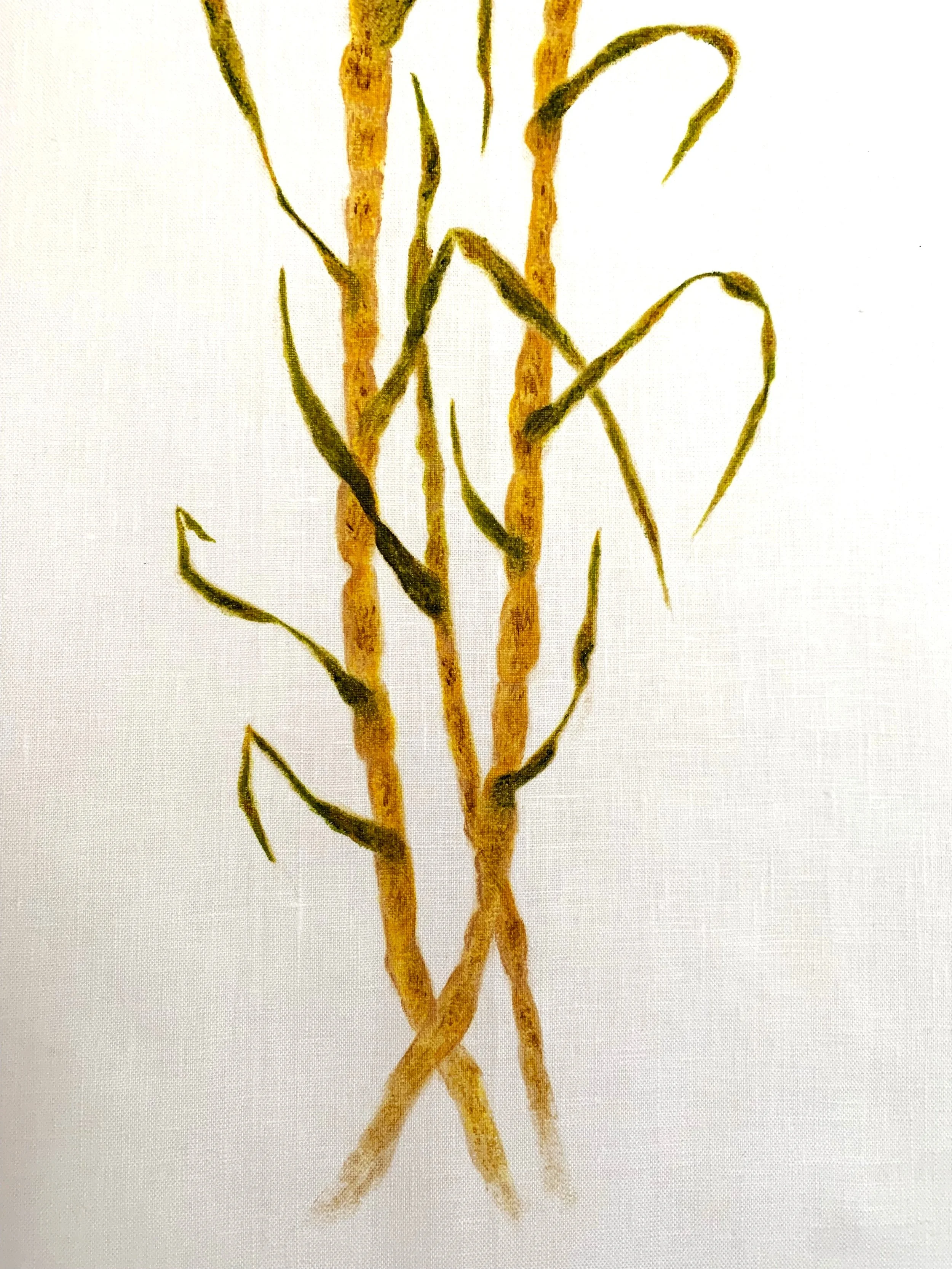 Flax linen scroll painting "Cultivation Study: Sugarcane I (2026)" by Cleidi Hearn. Part of the Cultivation Series within her Botanica Brasilis practice, depicting a yellow sugarcane plant.