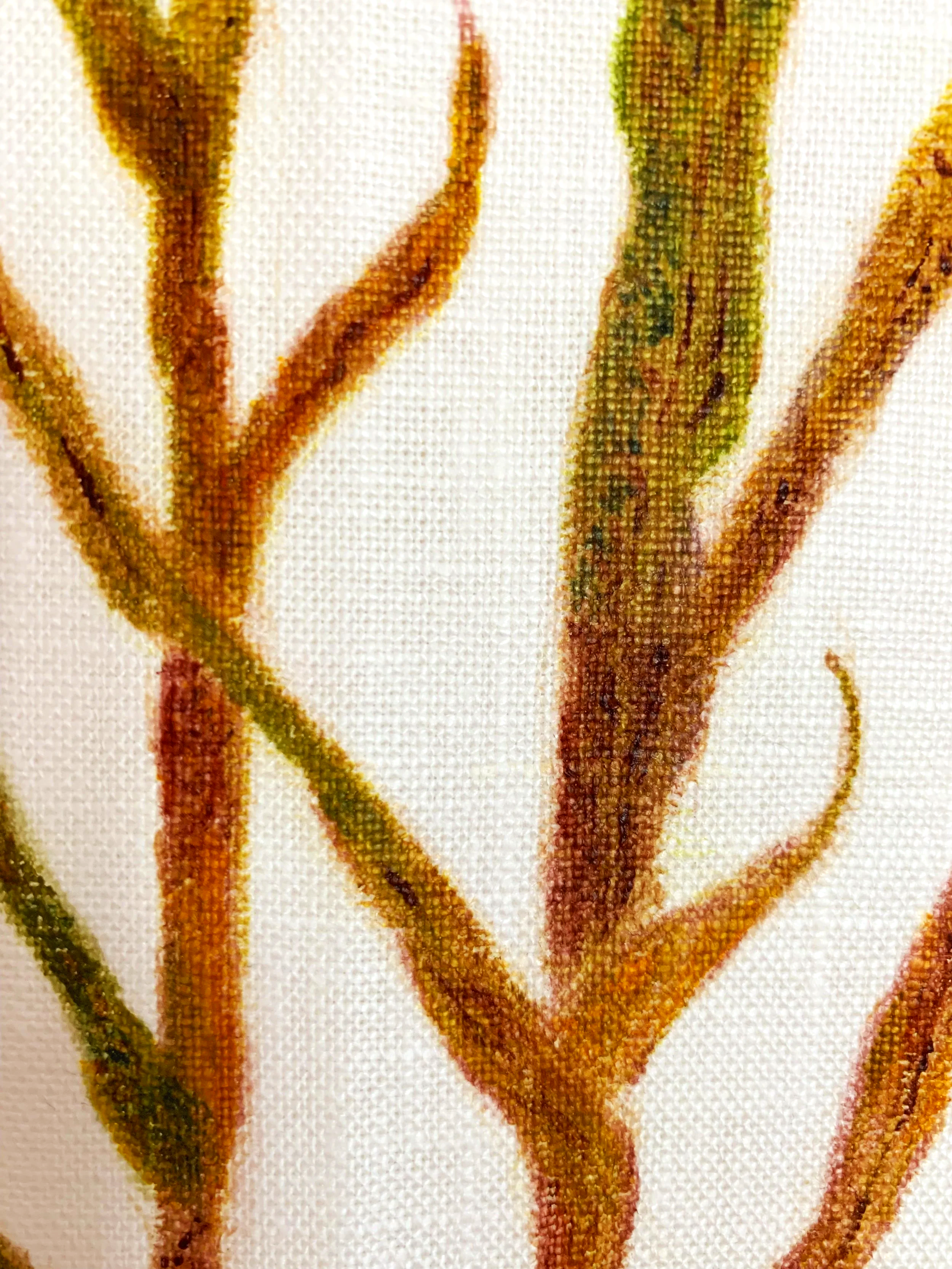 Sugarcane Memory III (2026) - Botanica Brasilis