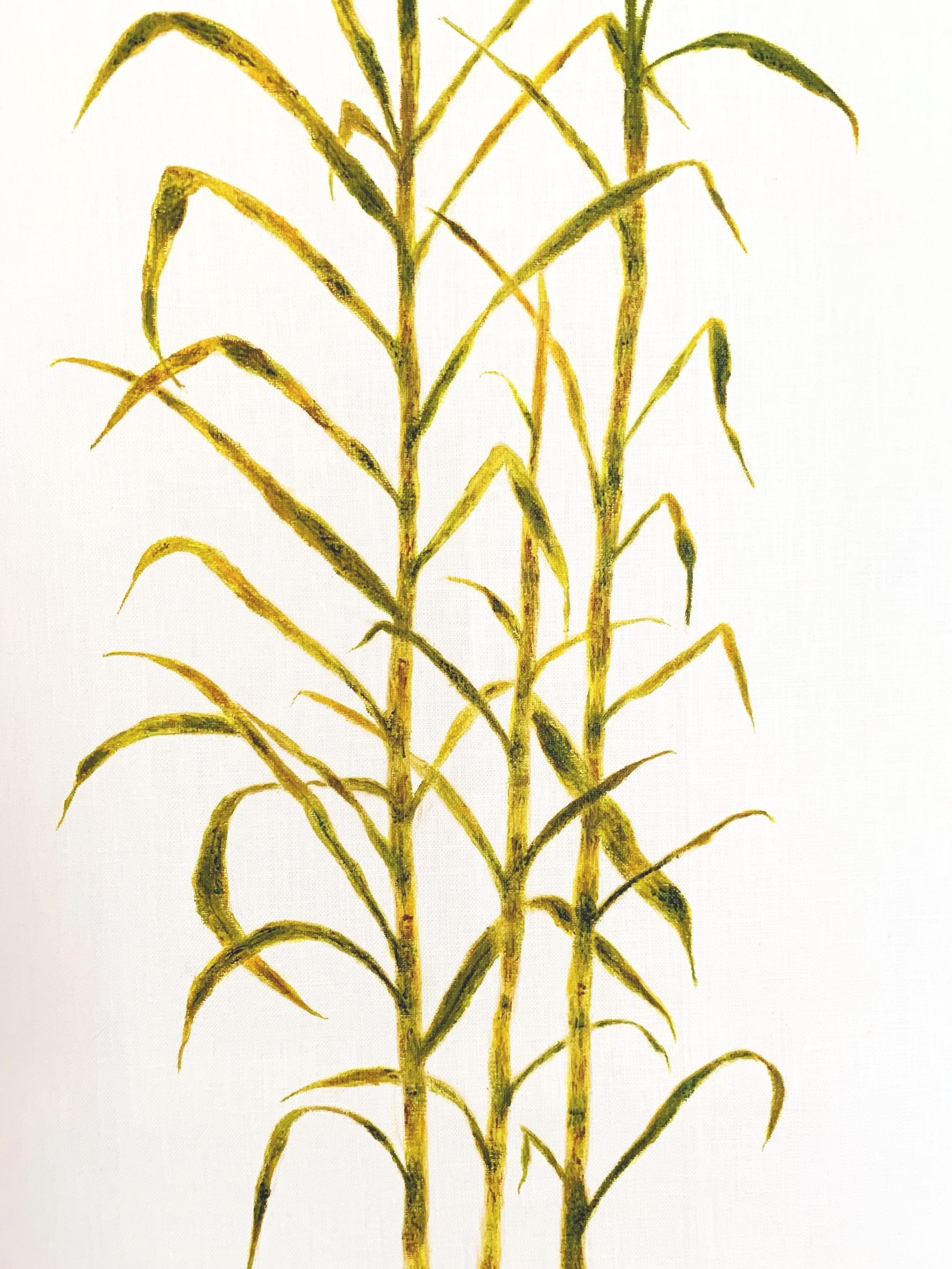 Sugarcane Memory II (2026) - Botanica Brasilis