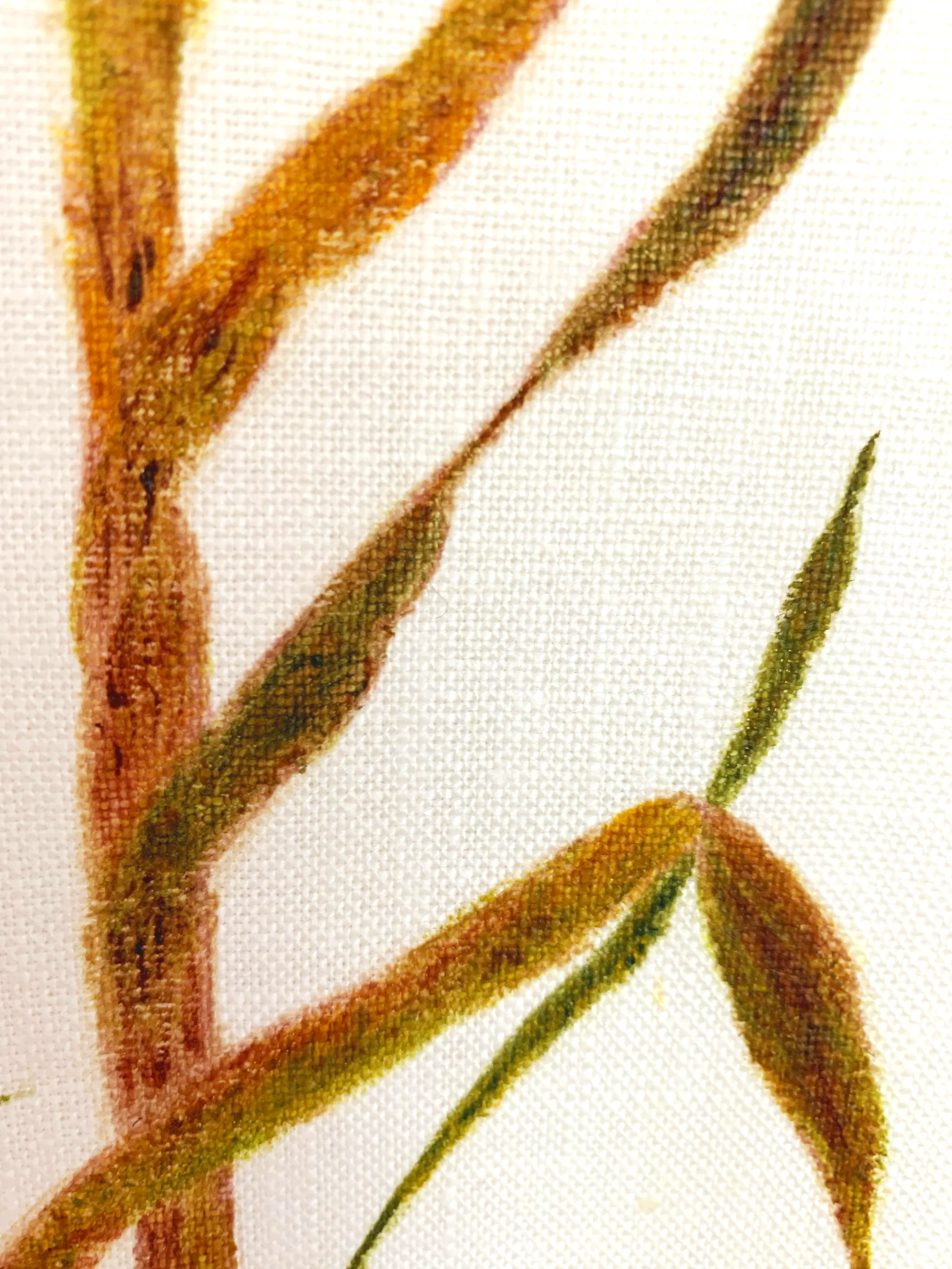 Sugarcane Memory III (2026) - Botanica Brasilis