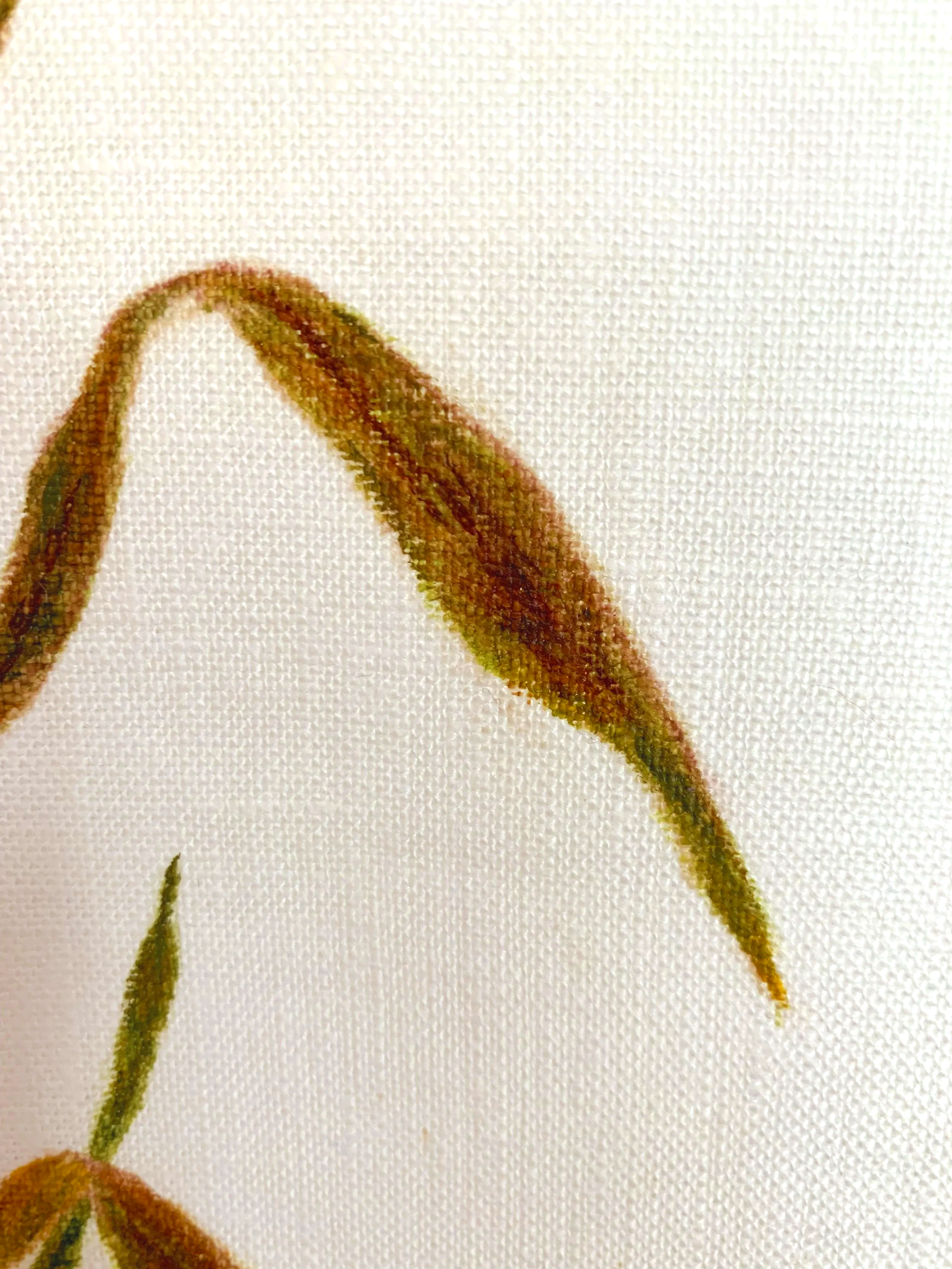 Sugarcane Memory III (2026) - Botanica Brasilis