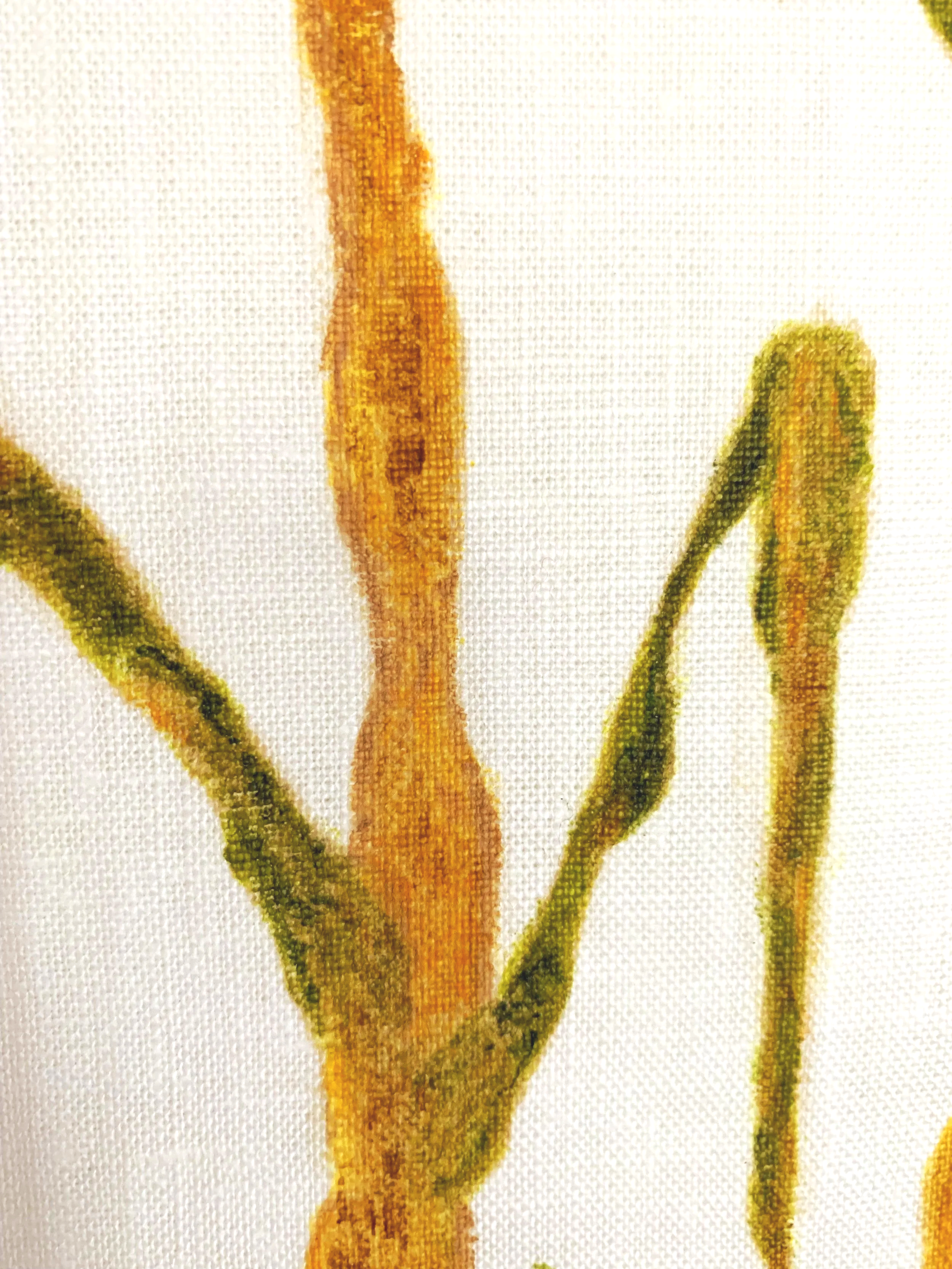 Sugarcane Memory I (2026) - Botanica Brasilis