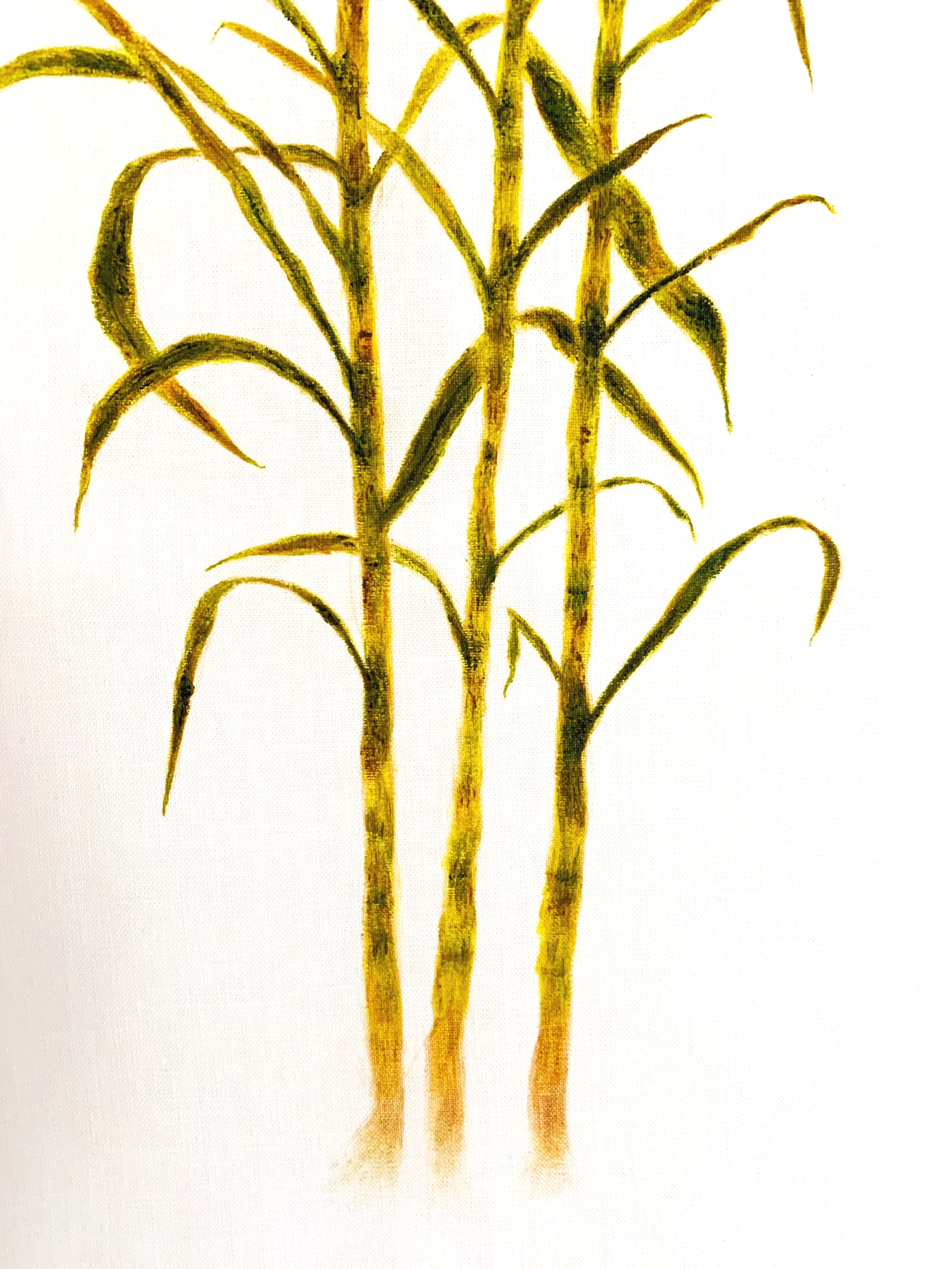 Sugarcane Memory II (2026) - Botanica Brasilis