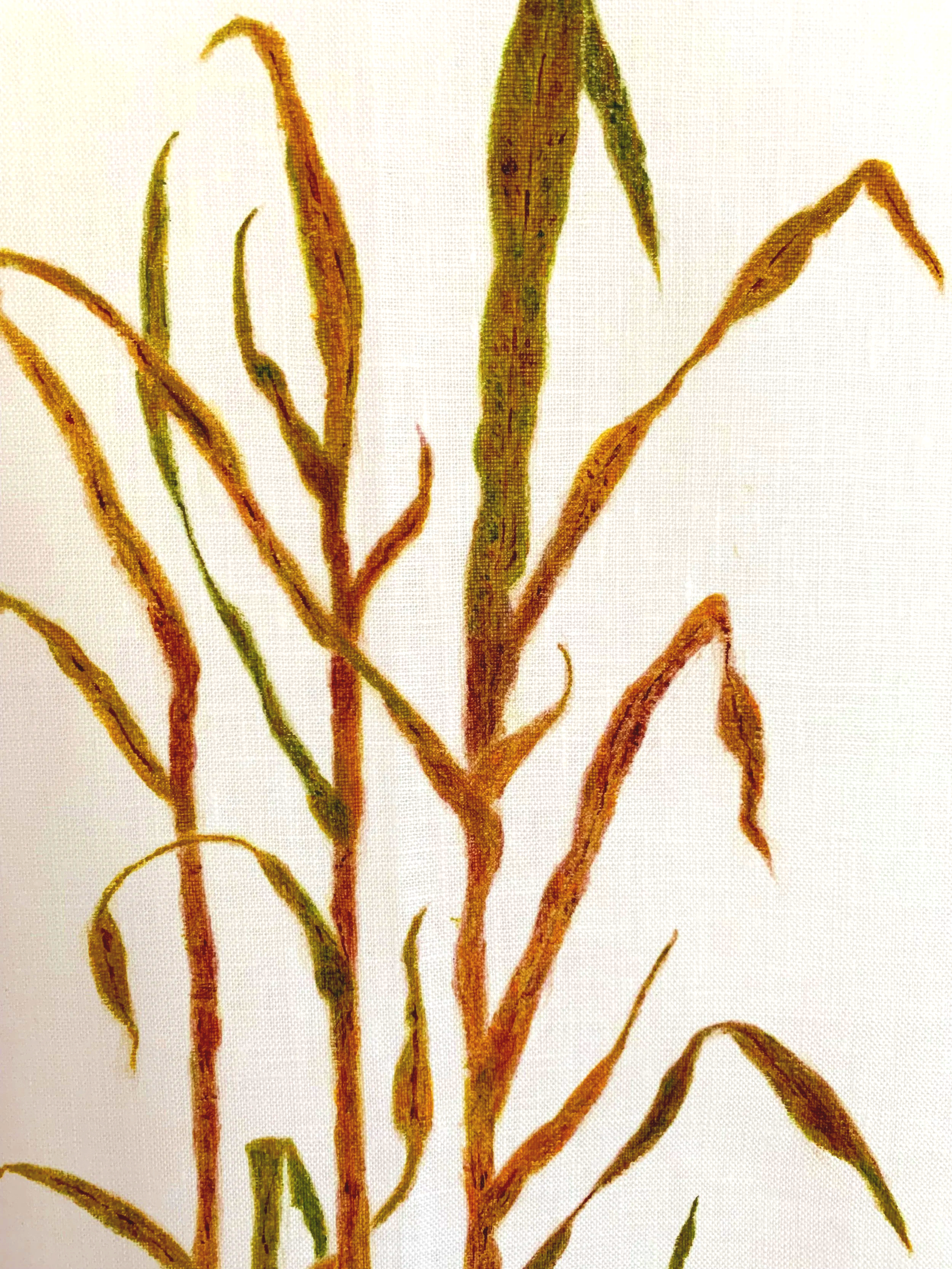 Sugarcane Memory III (2026) - Botanica Brasilis