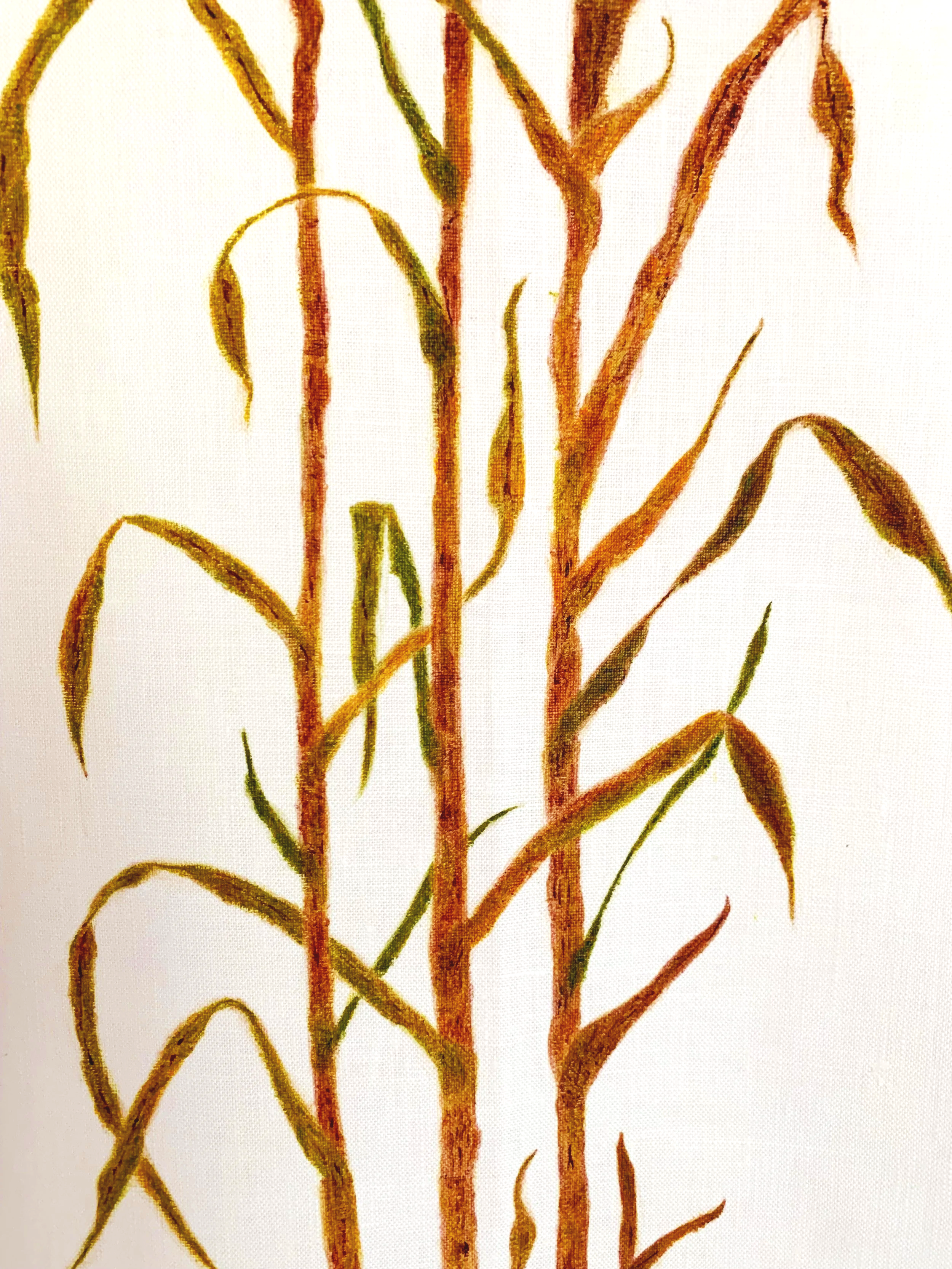 Sugarcane Memory III (2026) - Botanica Brasilis