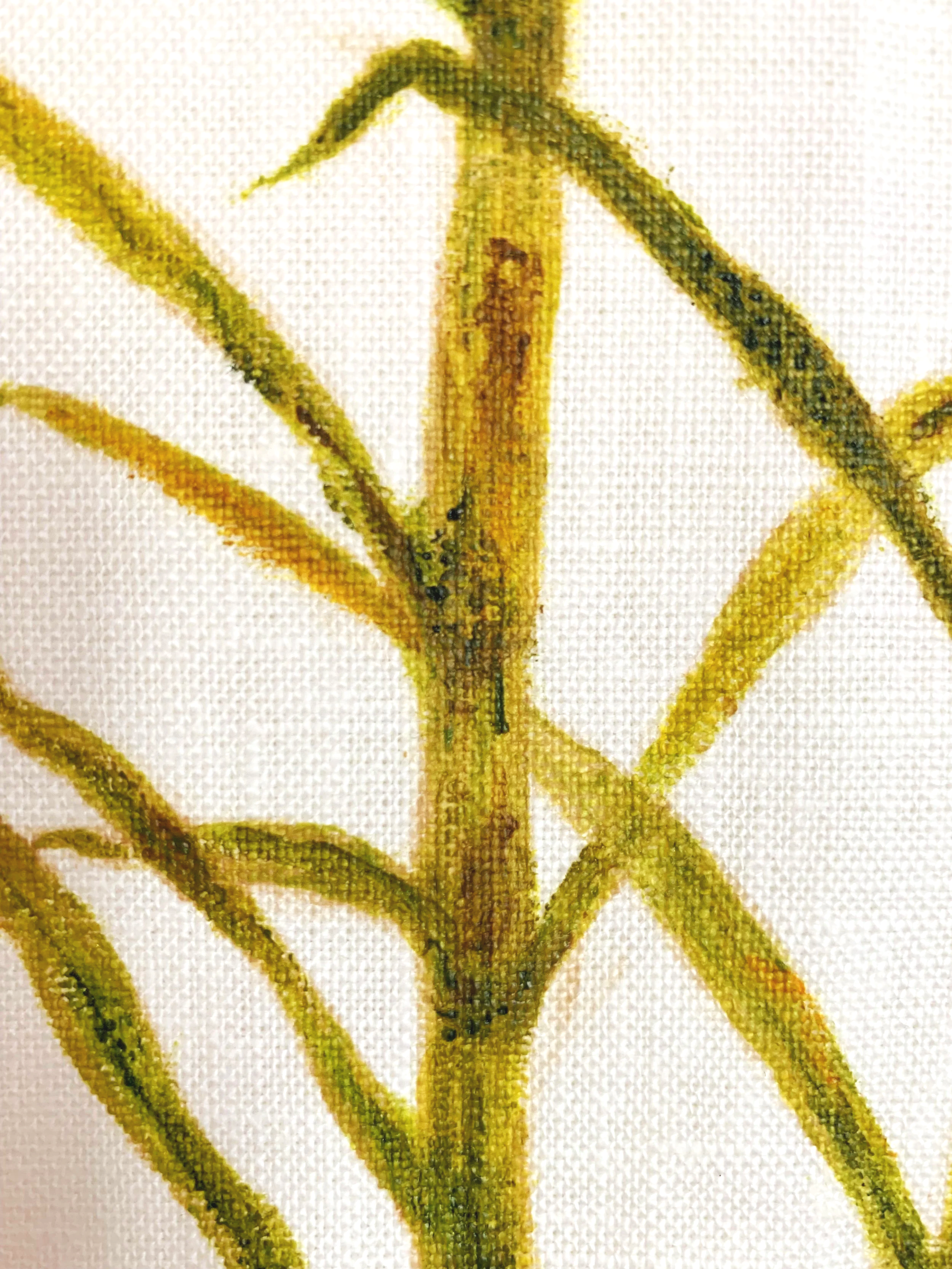 Sugarcane Memory II (2026) - Botanica Brasilis