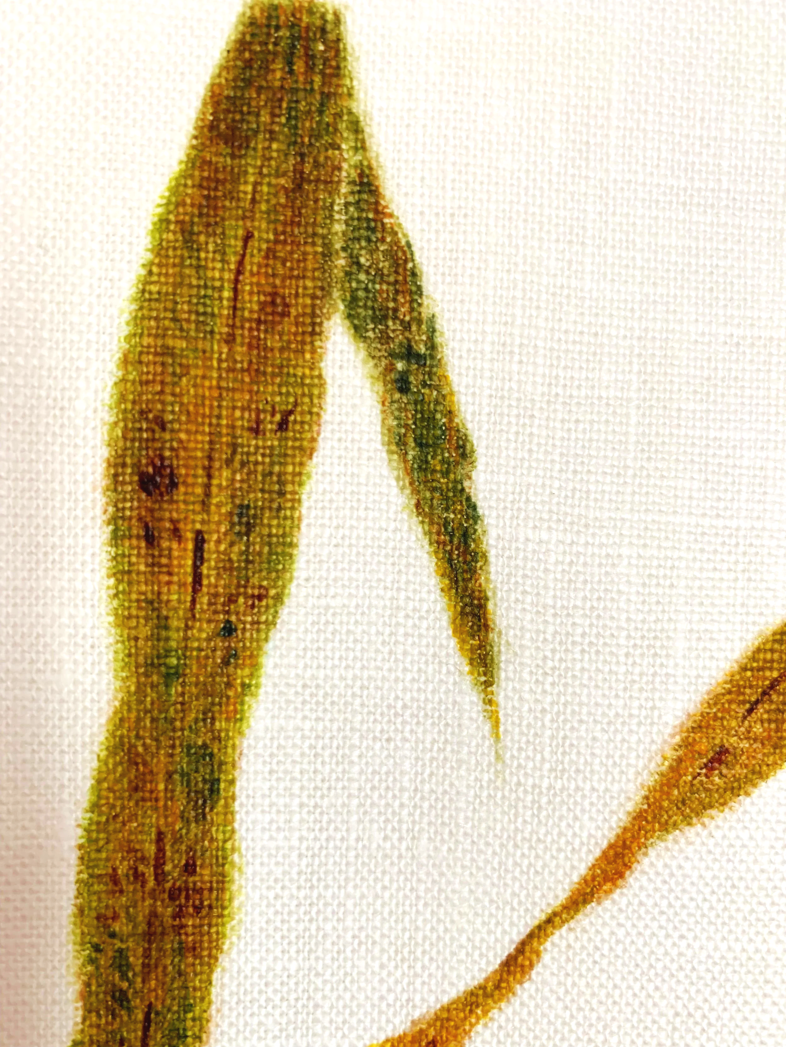Sugarcane Memory III (2026) - Botanica Brasilis