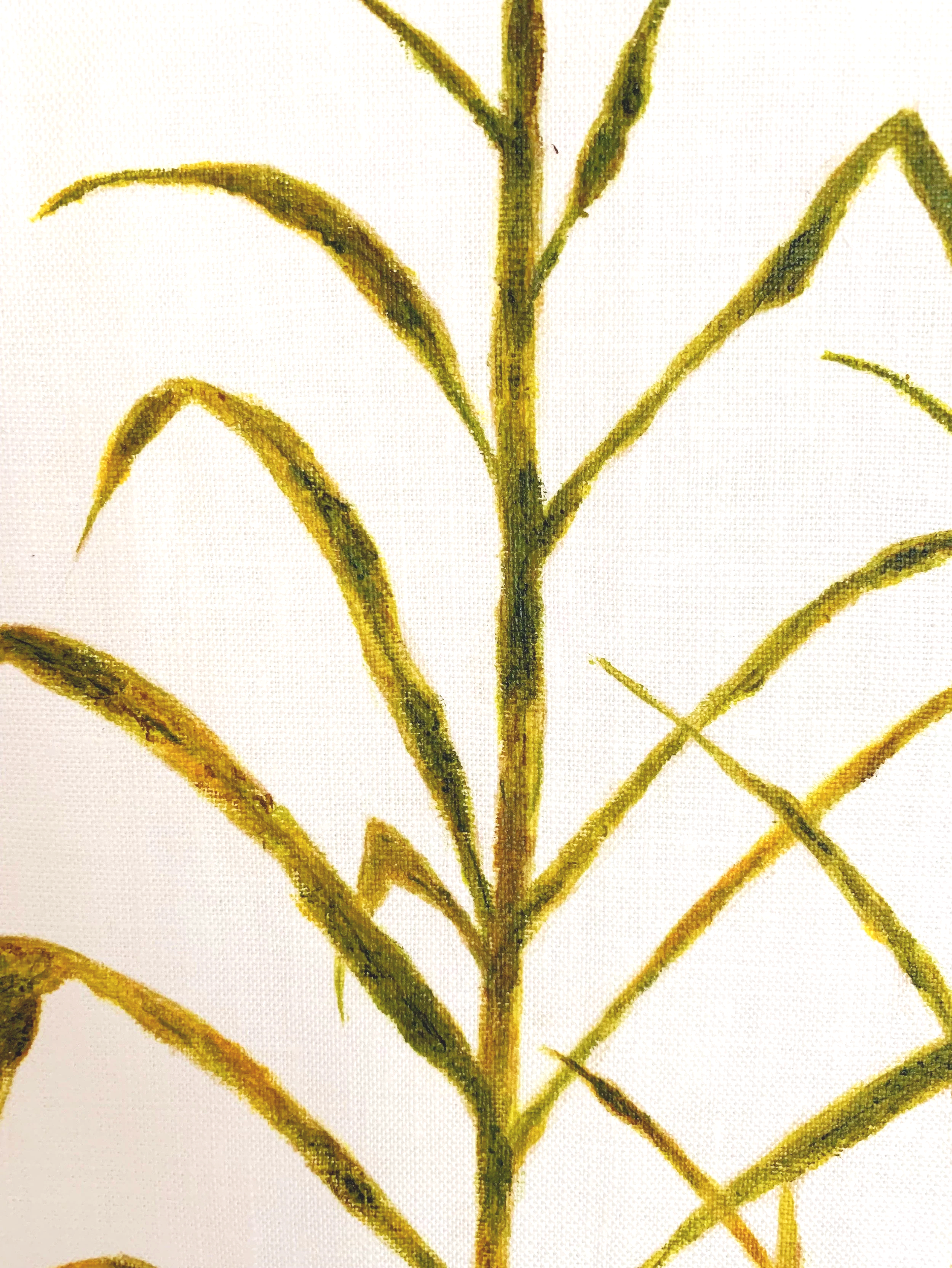 Sugarcane Memory II (2026) - Botanica Brasilis