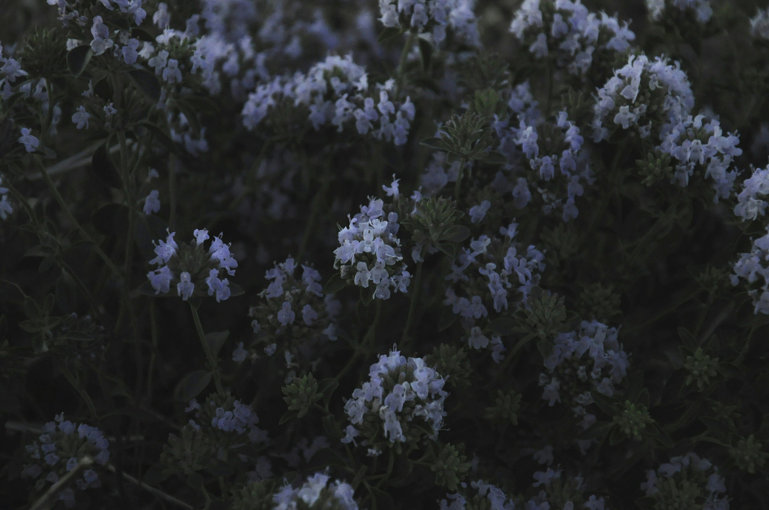 Blog Posts: