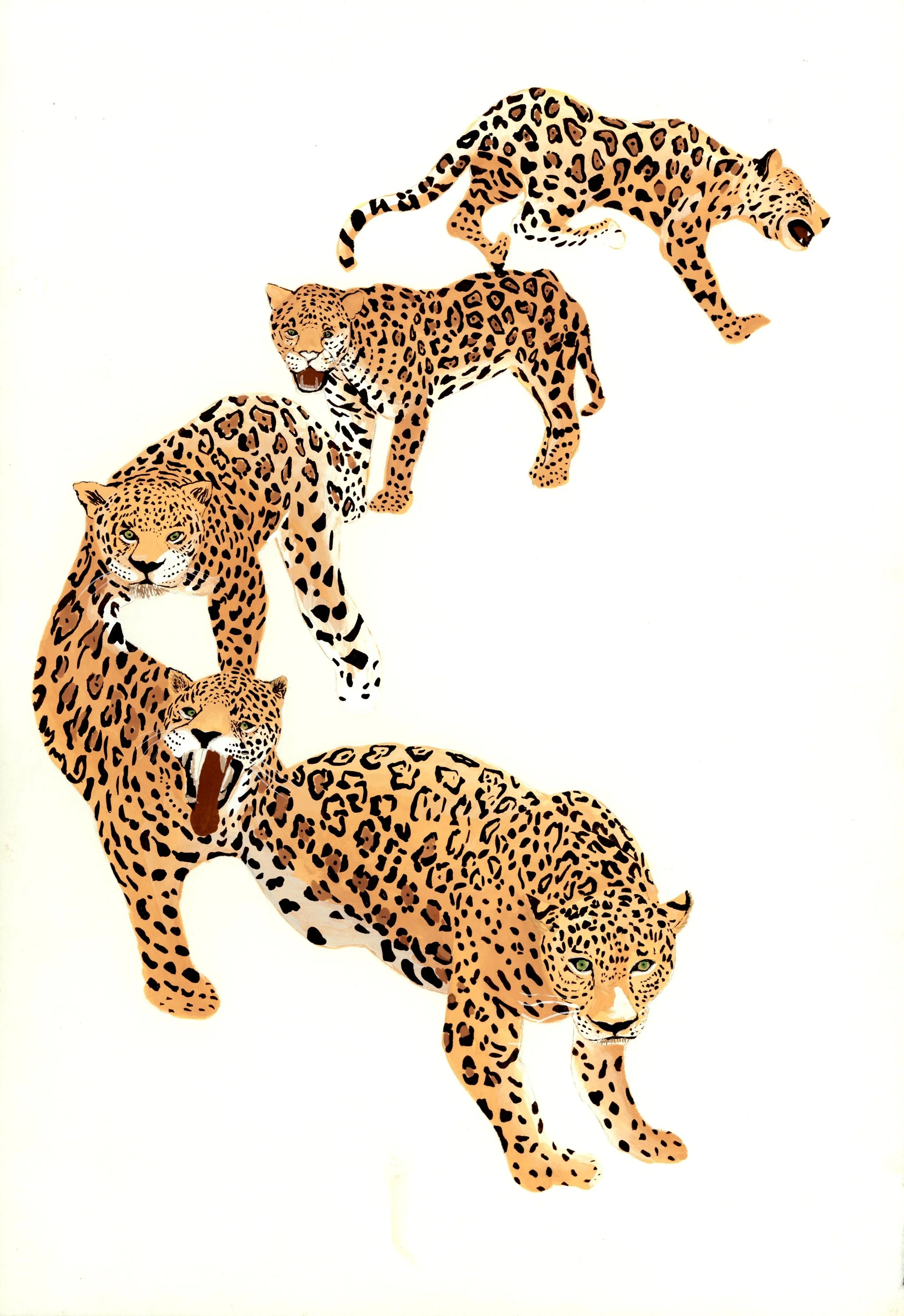 43. Five Shuar Jaguars .jpeg