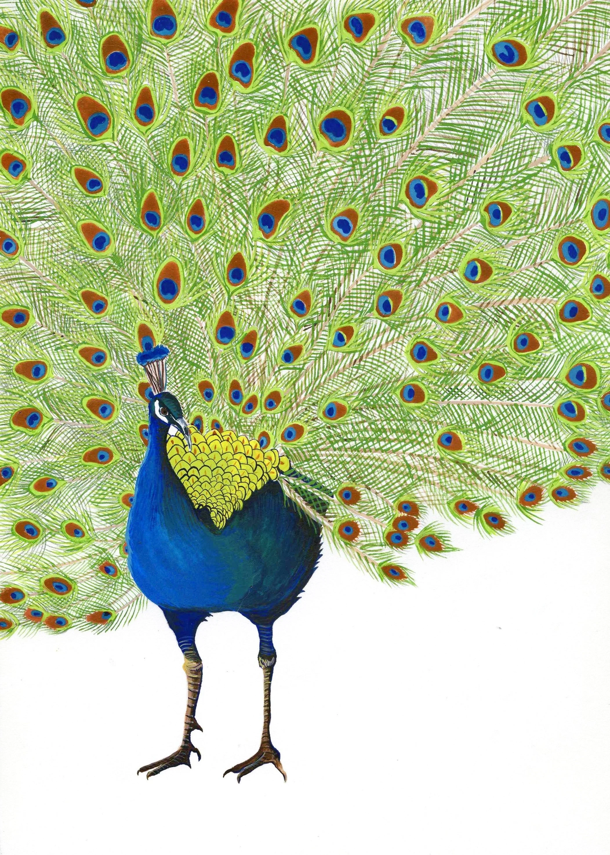 41. peacock.jpg